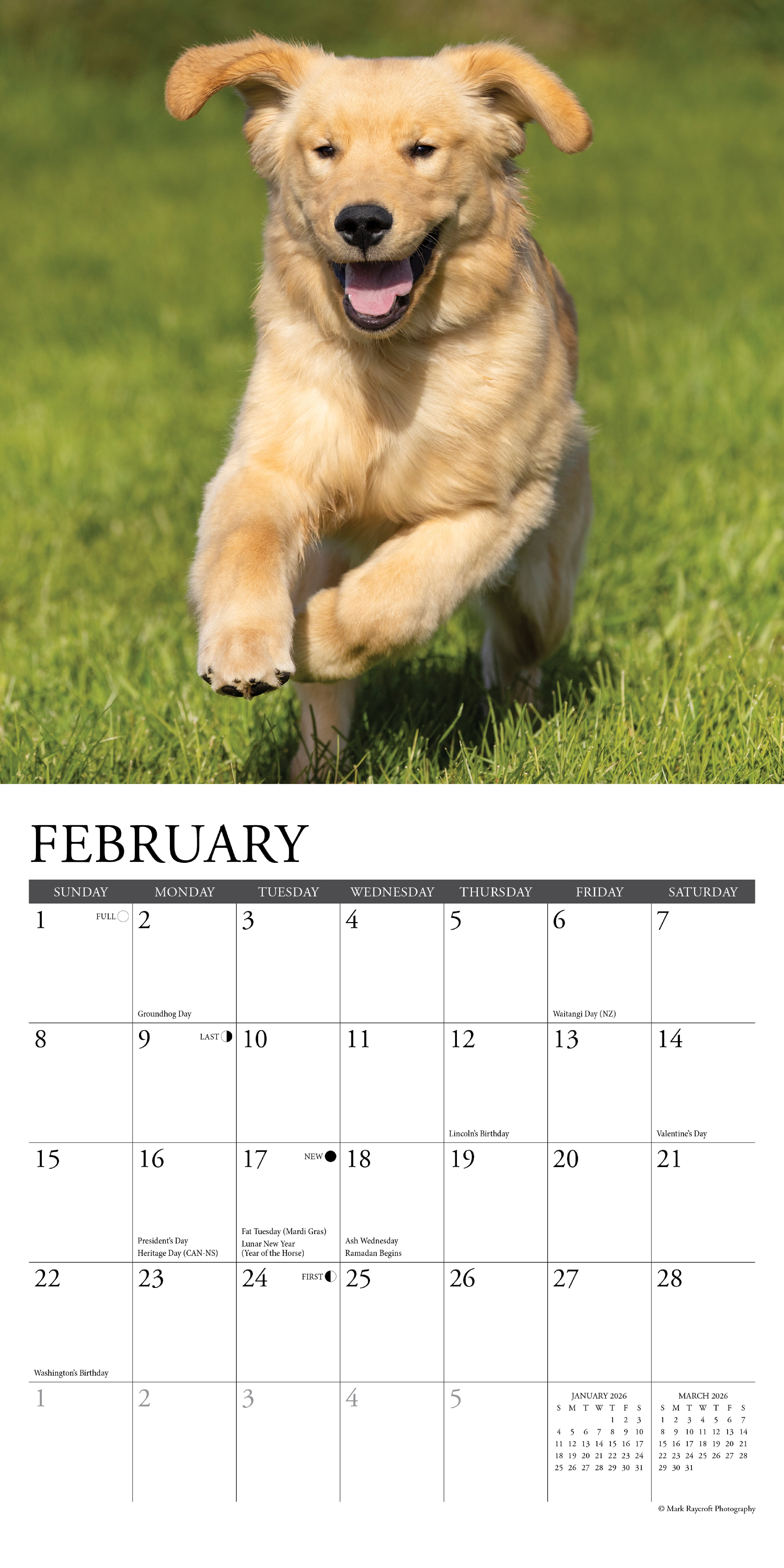 2026 Goldens - Mini Wall Calendar
