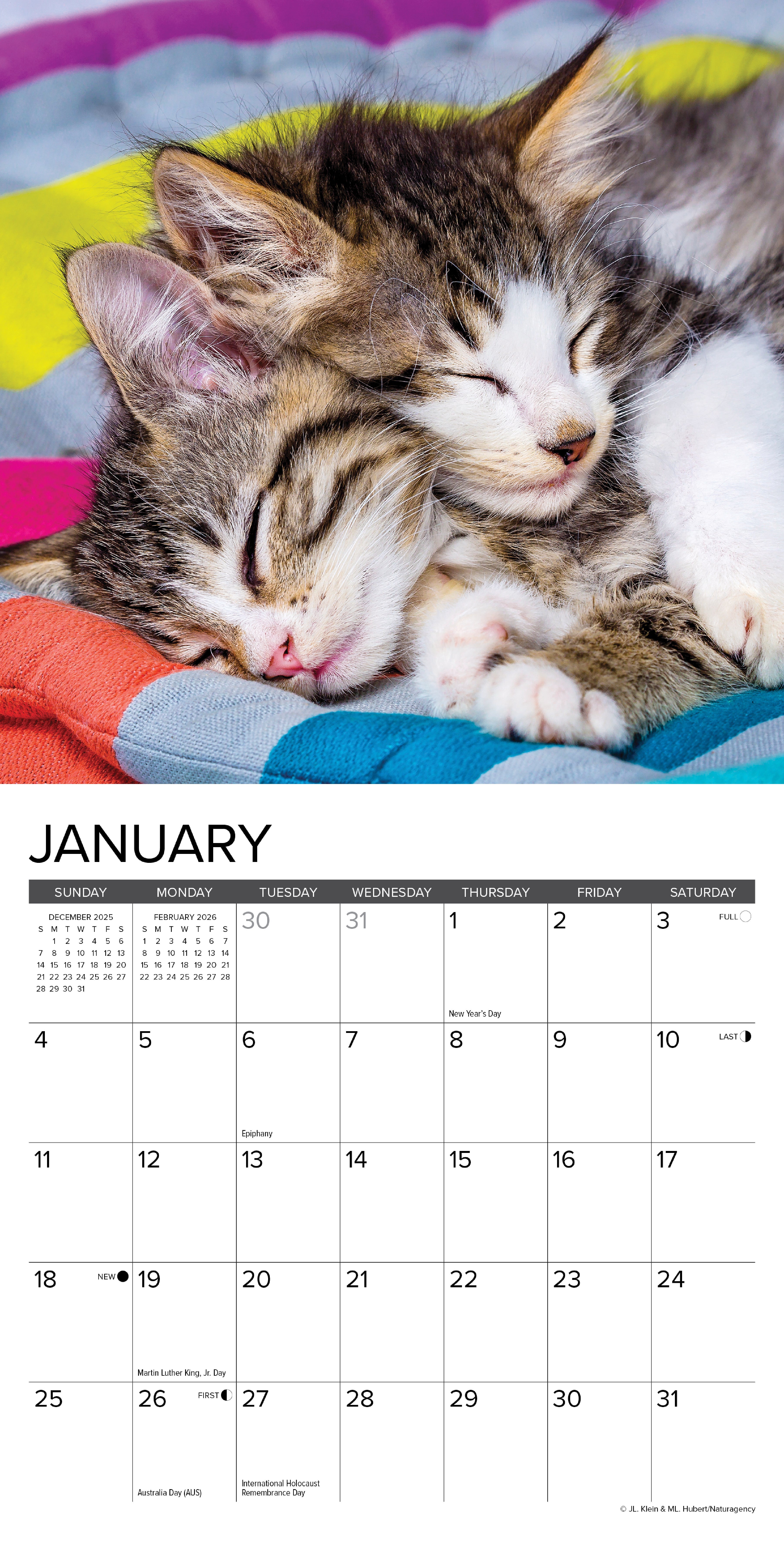 2026 Kittens - Mini Wall Calendar