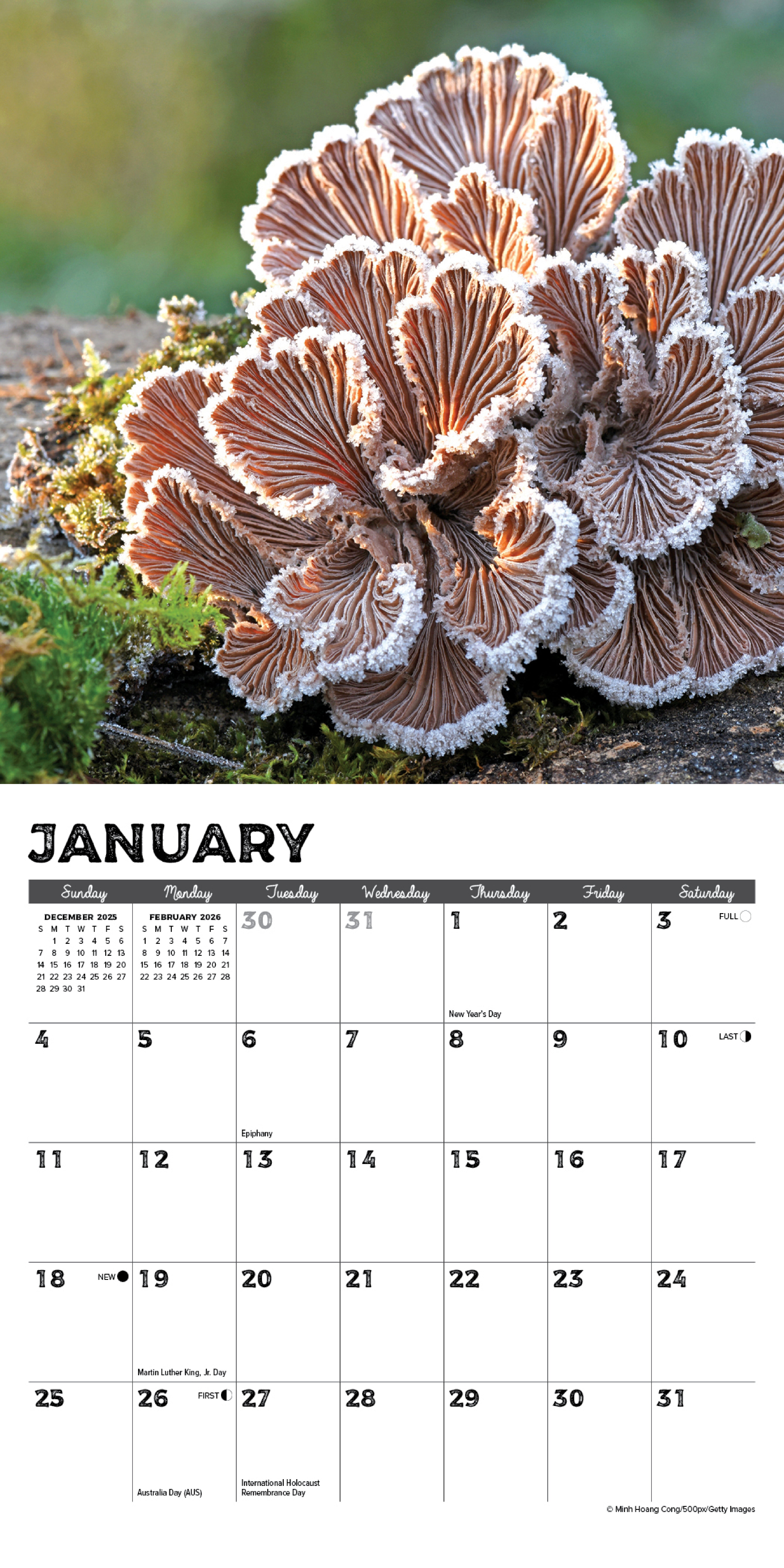 2026 Mushrooms - Mini Wall Calendar