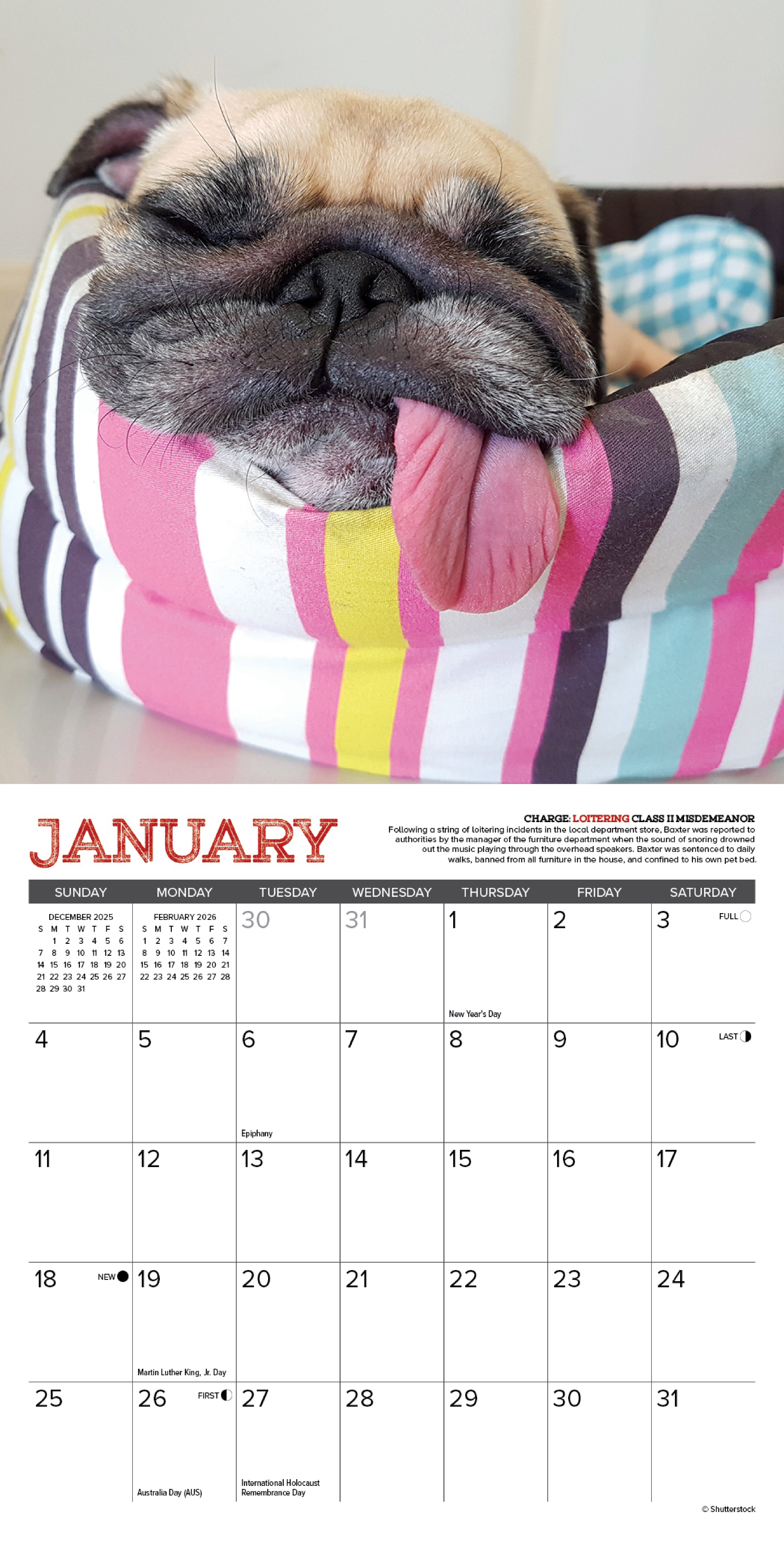 2026 Pug Mugs - Mini Wall Calendar