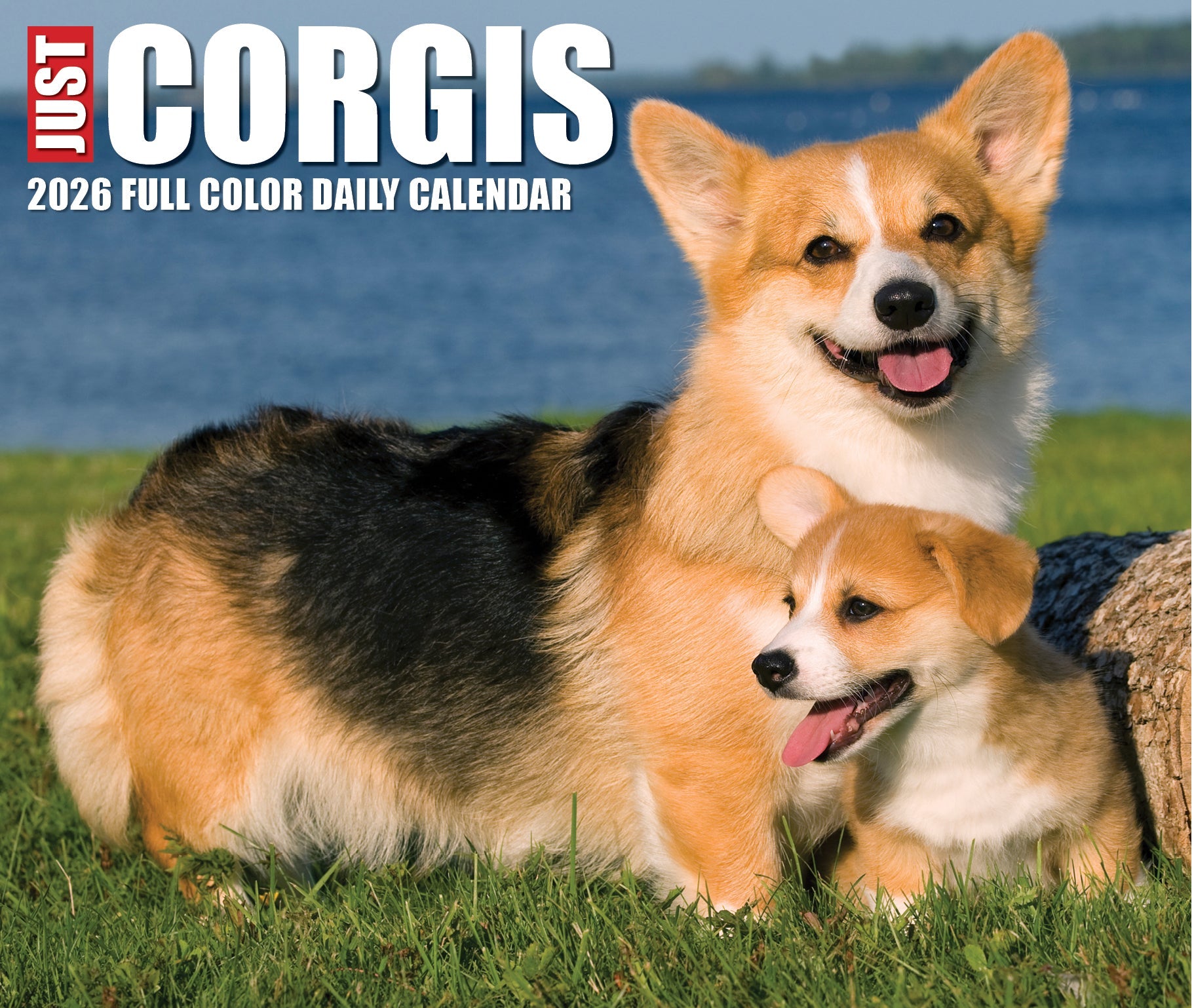 2026 Corgis - Boxed Page-A-Day Calendar