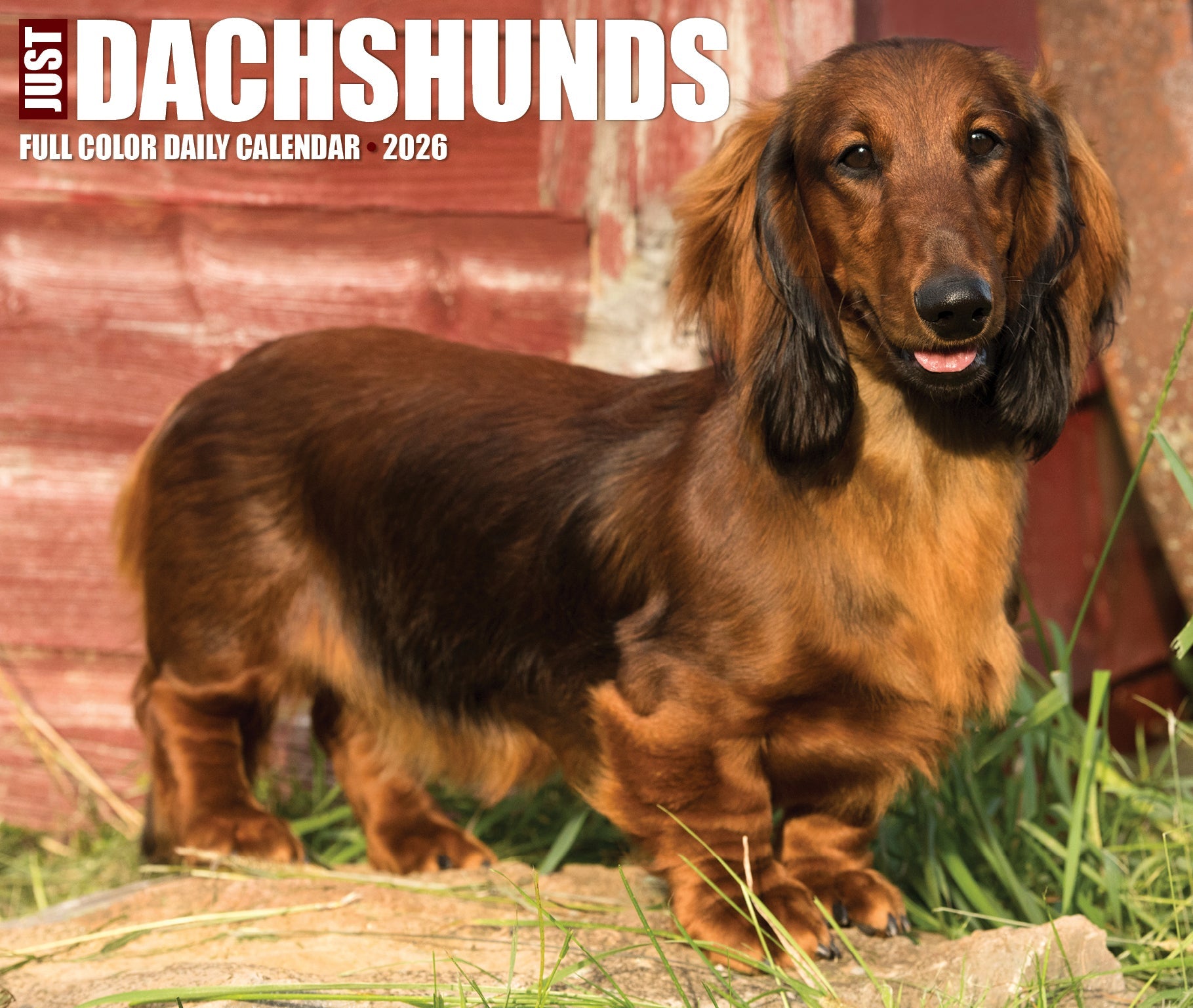 2026 Dachshunds - Boxed Page-A-Day Calendar