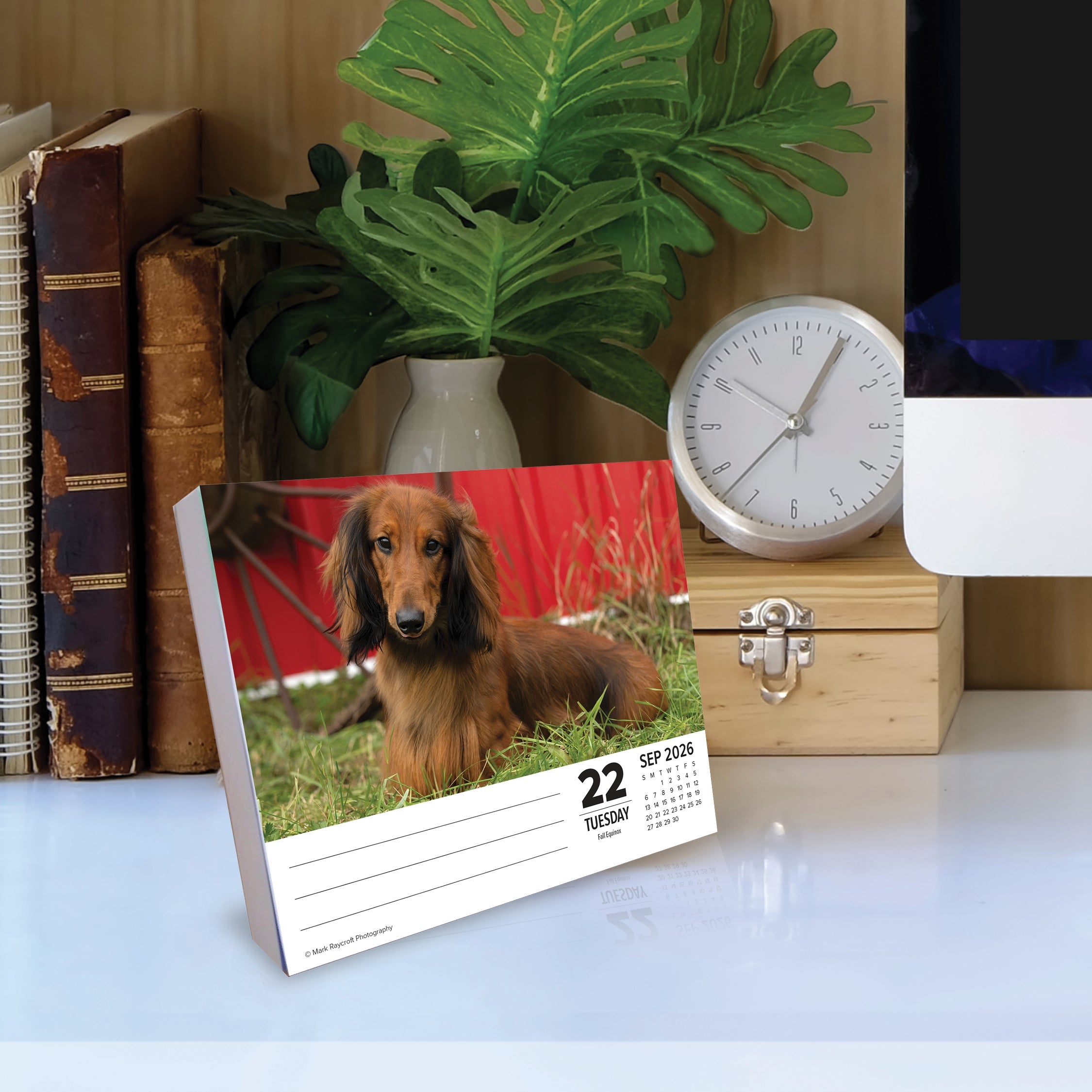 2026 Dachshunds - Boxed Page-A-Day Calendar