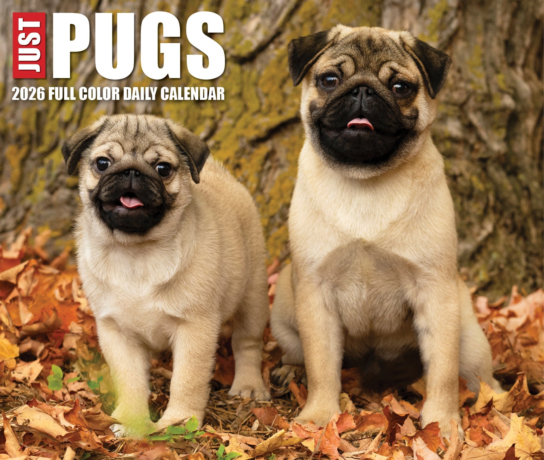 2026 Pugs - Boxed Page-A-Day Calendar