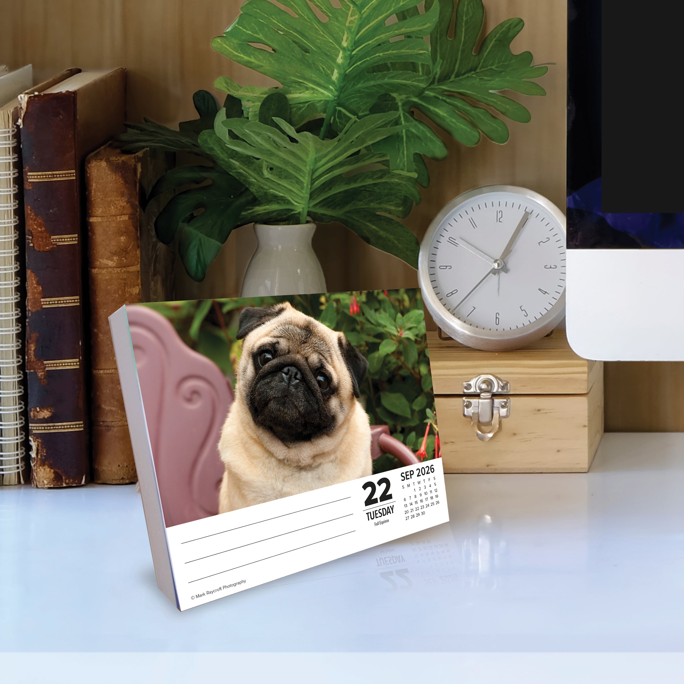 2026 Pugs - Boxed Page-A-Day Calendar