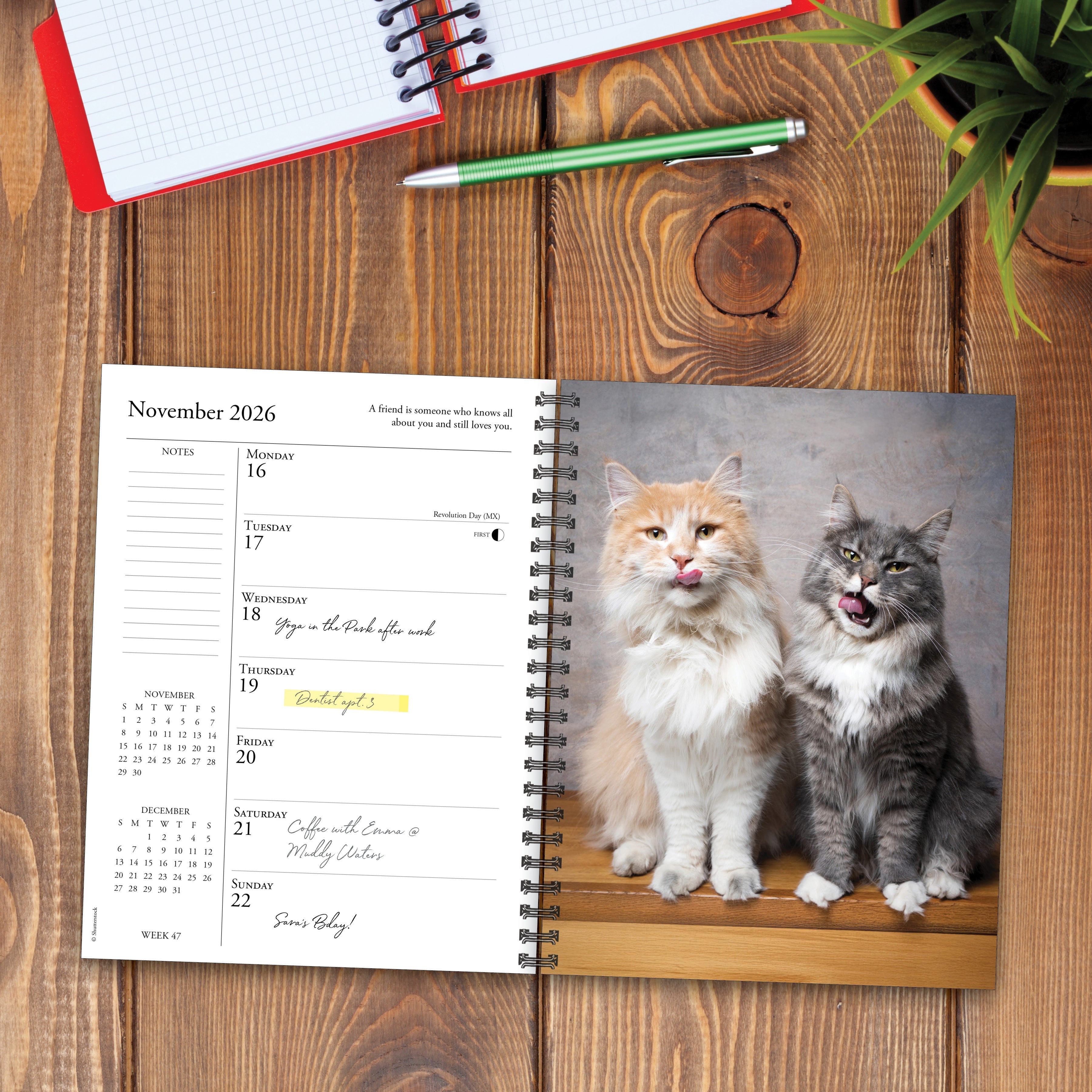 2026 What Cats Teach Us - Weekly Diary/Planner