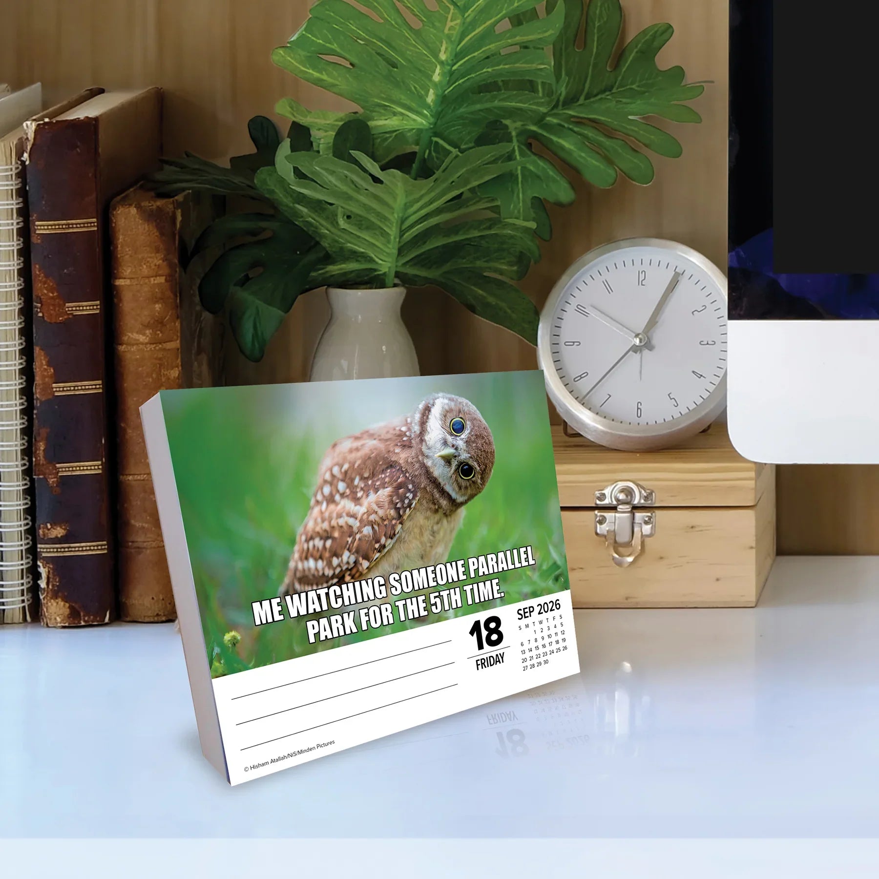 2026 Animal Antics - Boxed Page-A-Day Calendar