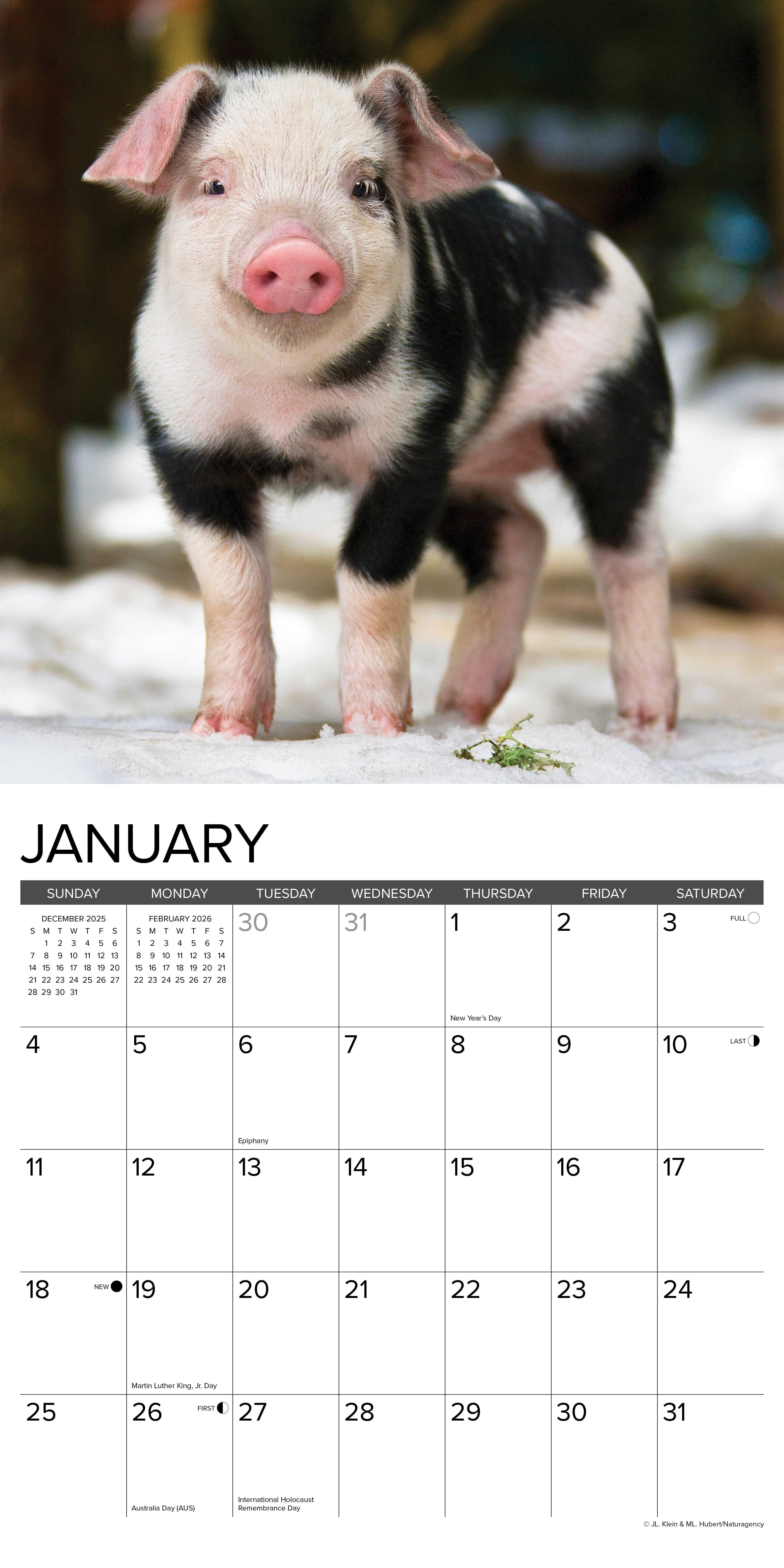 2026 12 Little Piggies - Square Wall Calendar