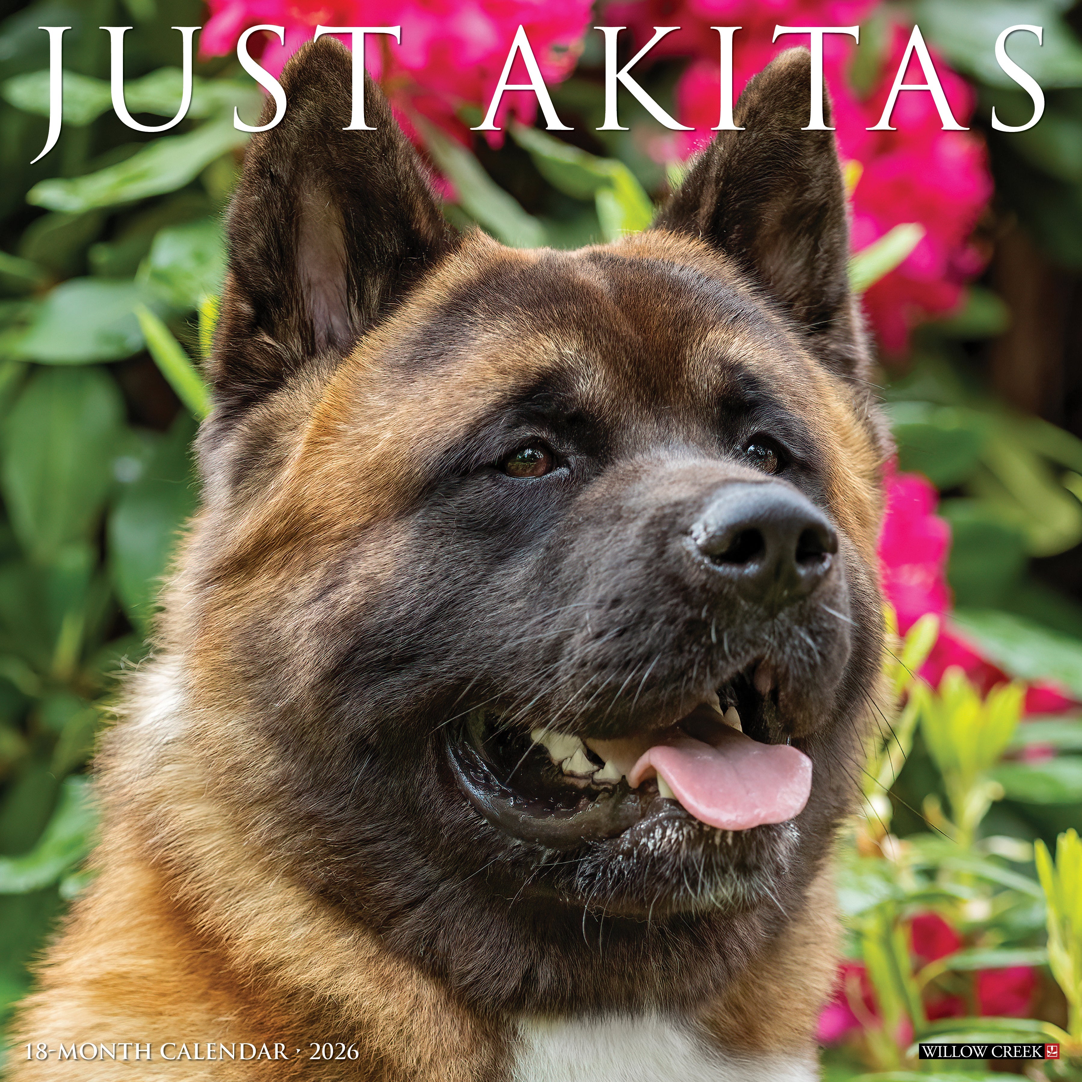 2026 Akitas - Square Wall Calendar