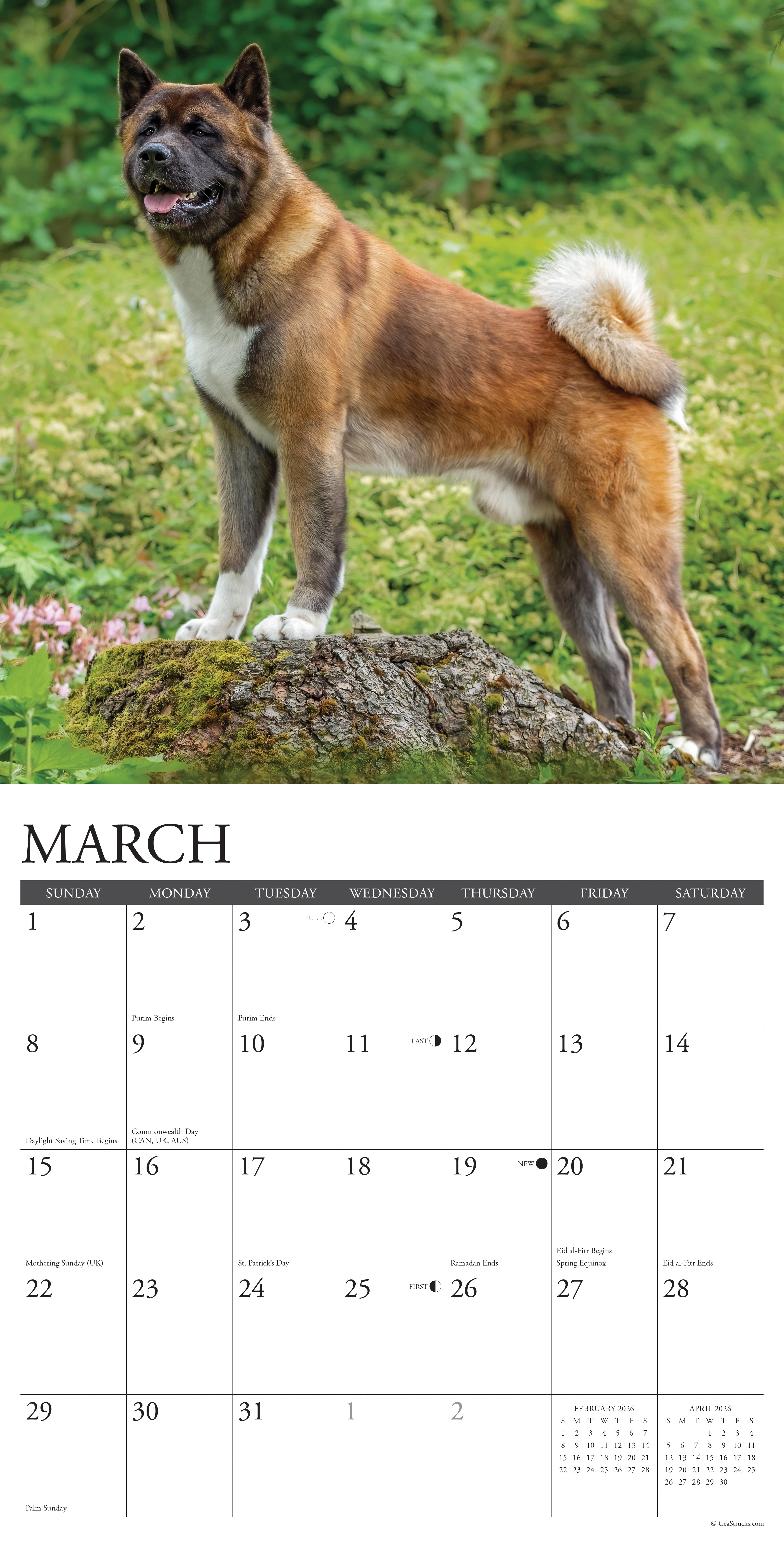 2026 Akitas - Square Wall Calendar