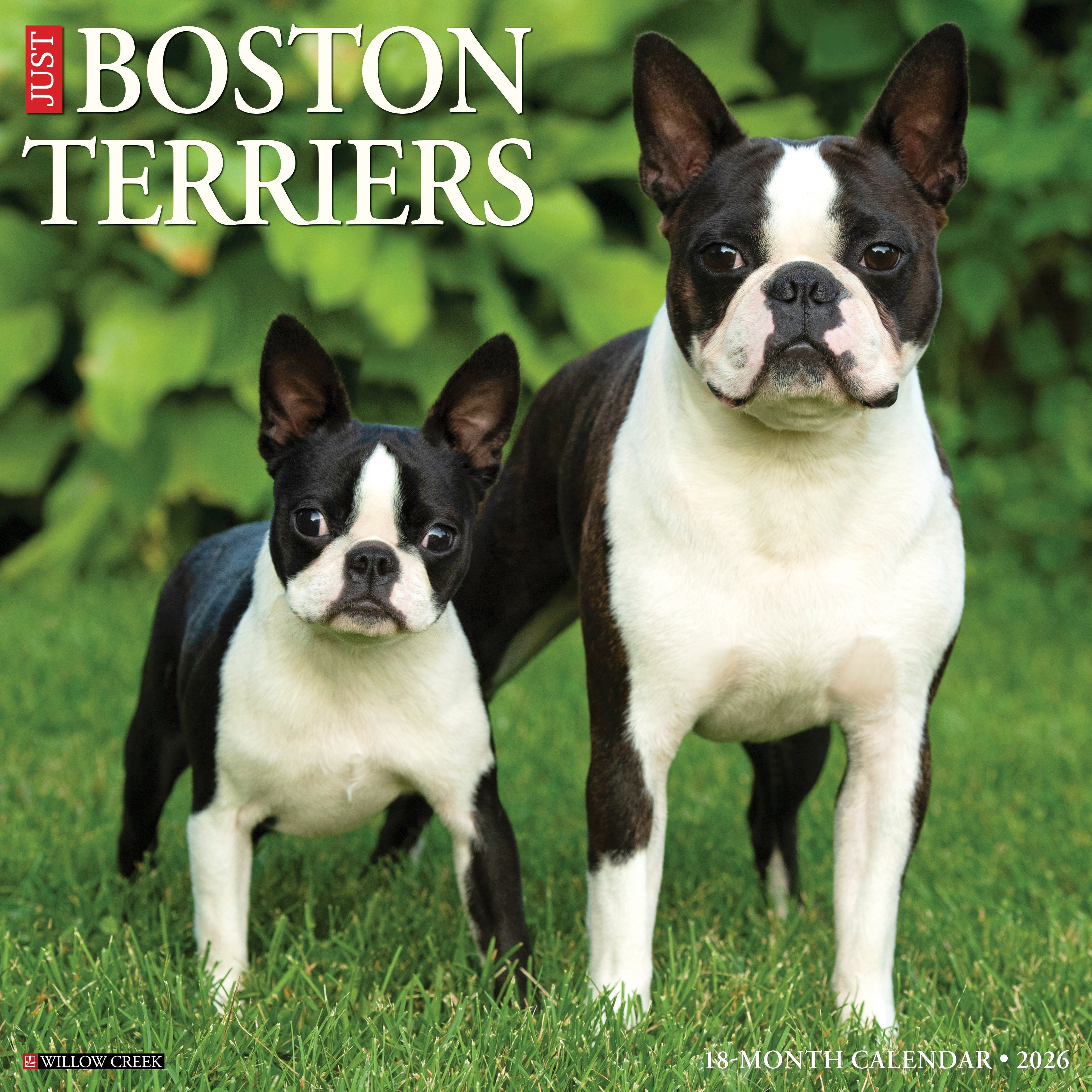 2026 Boston Terriers - Square Wall Calendar