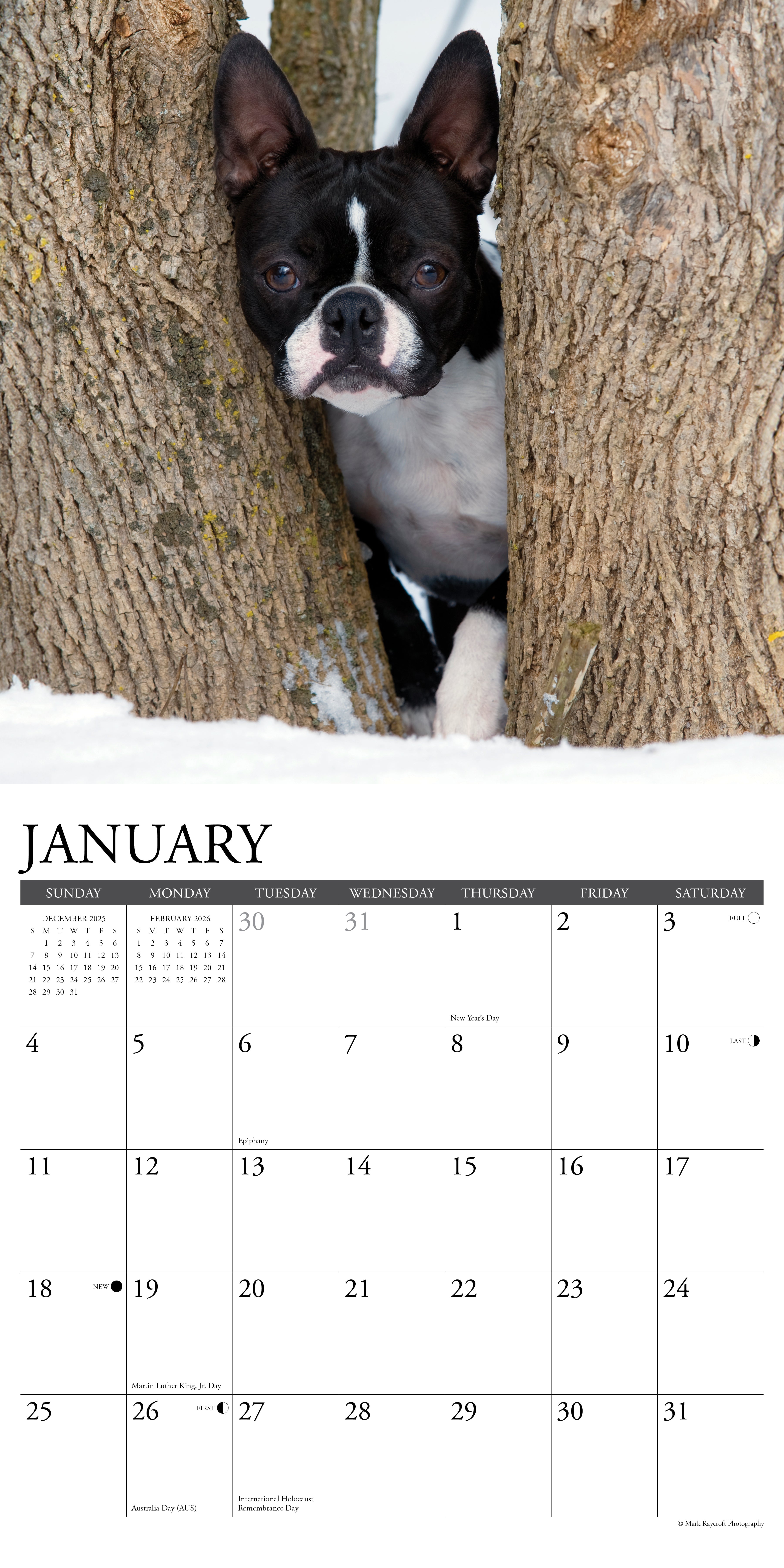 2026 Boston Terriers - Square Wall Calendar