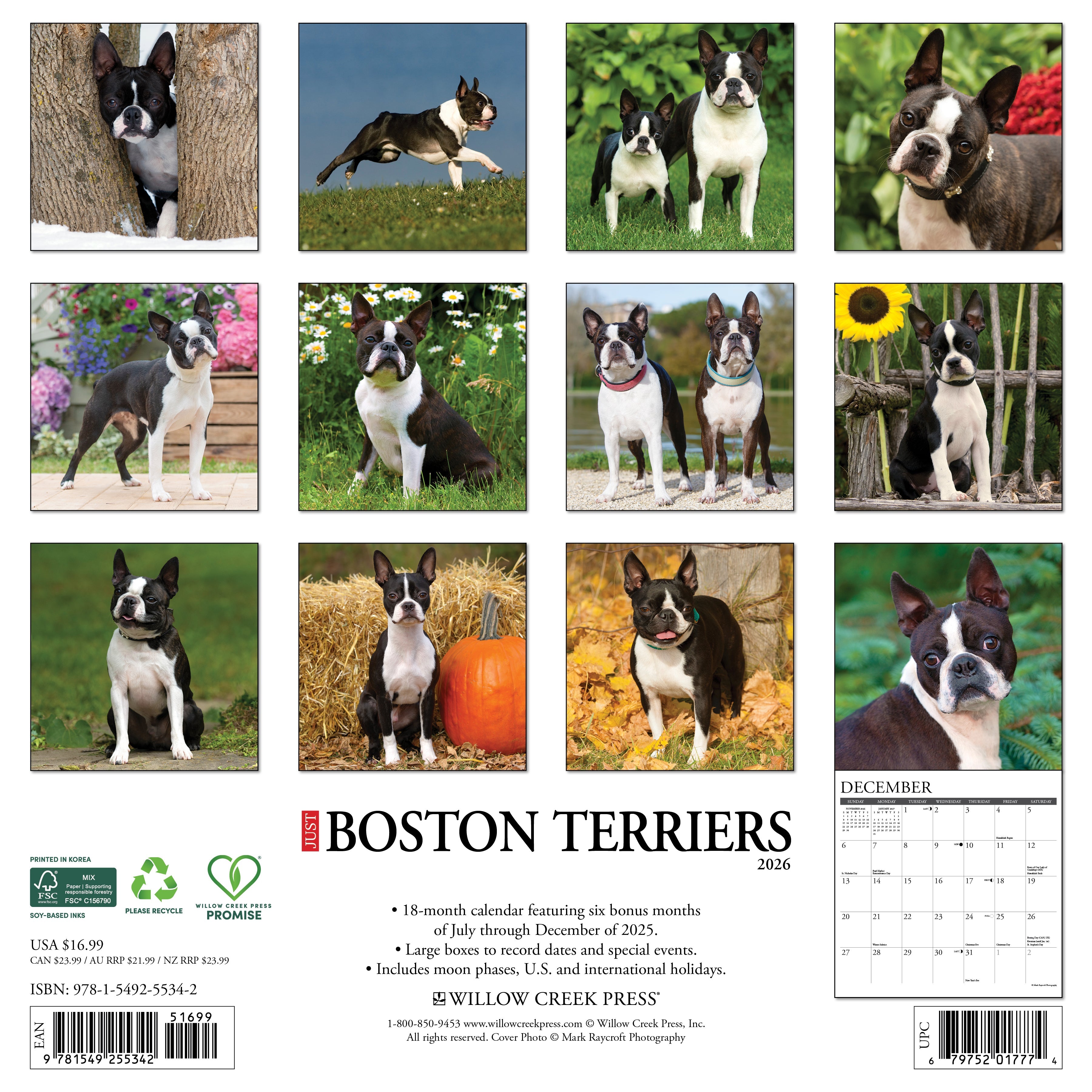 2026 Boston Terriers - Square Wall Calendar