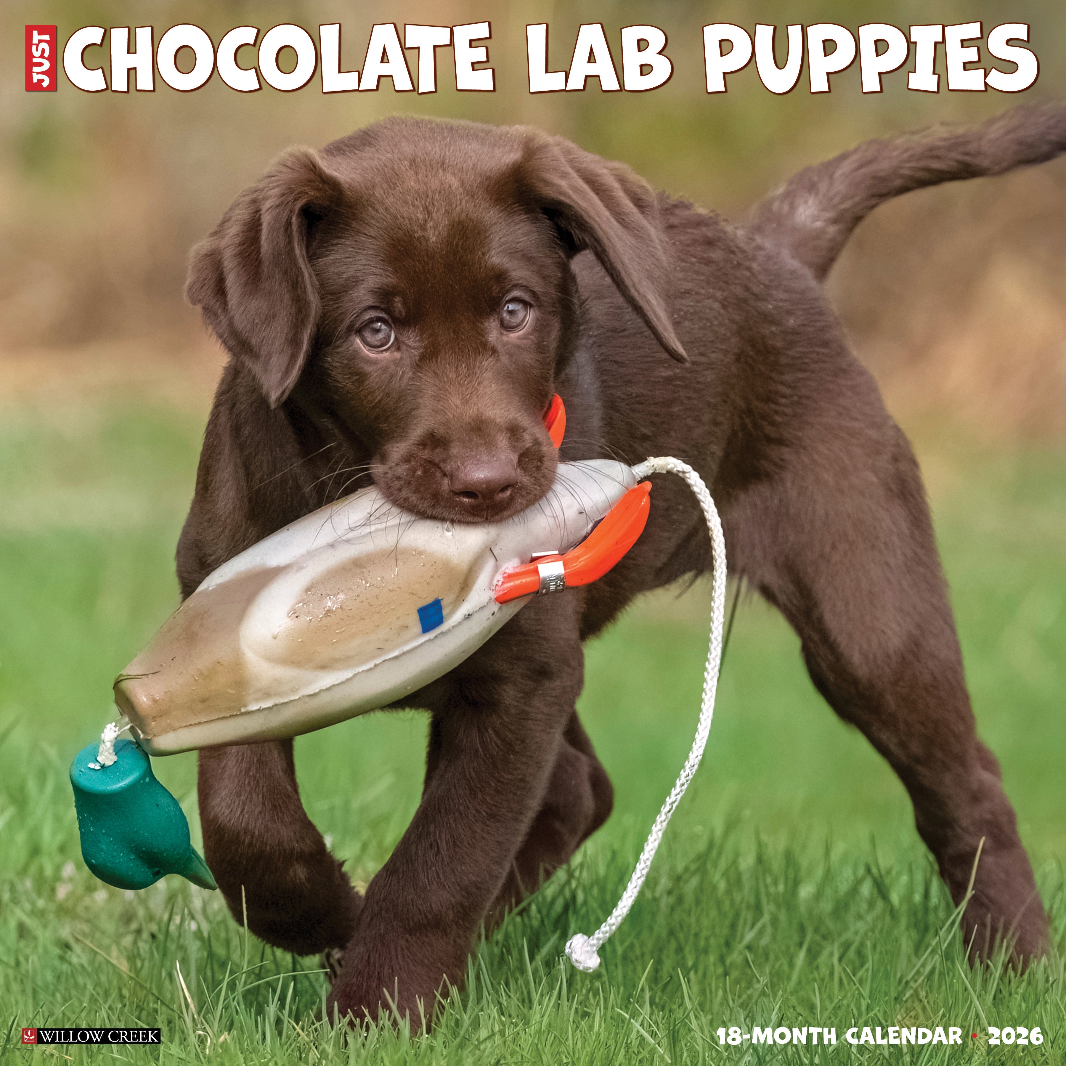 2026 Chocolate Lab Puppies - Square Wall Calendar