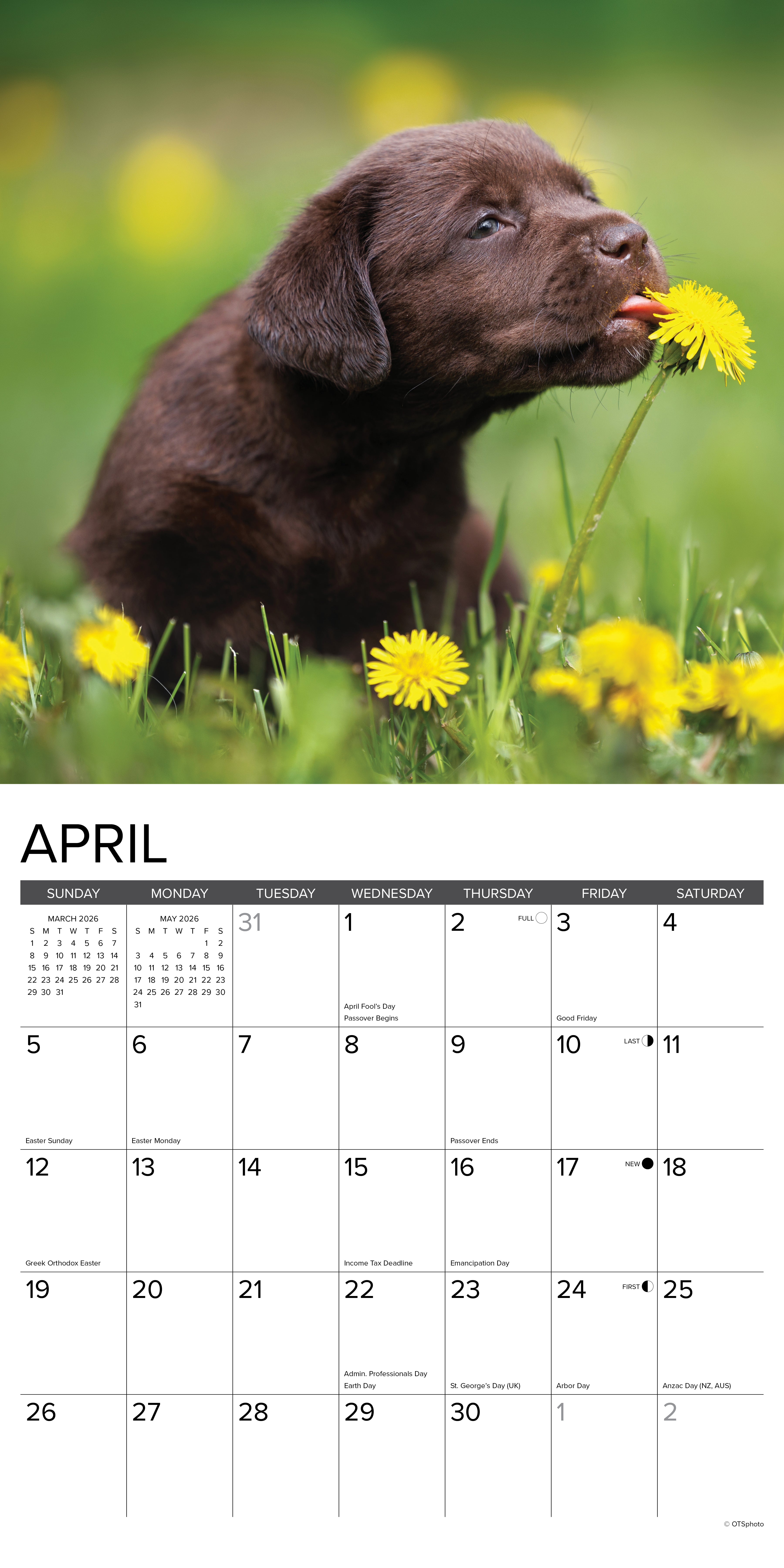 2026 Chocolate Lab Puppies - Square Wall Calendar