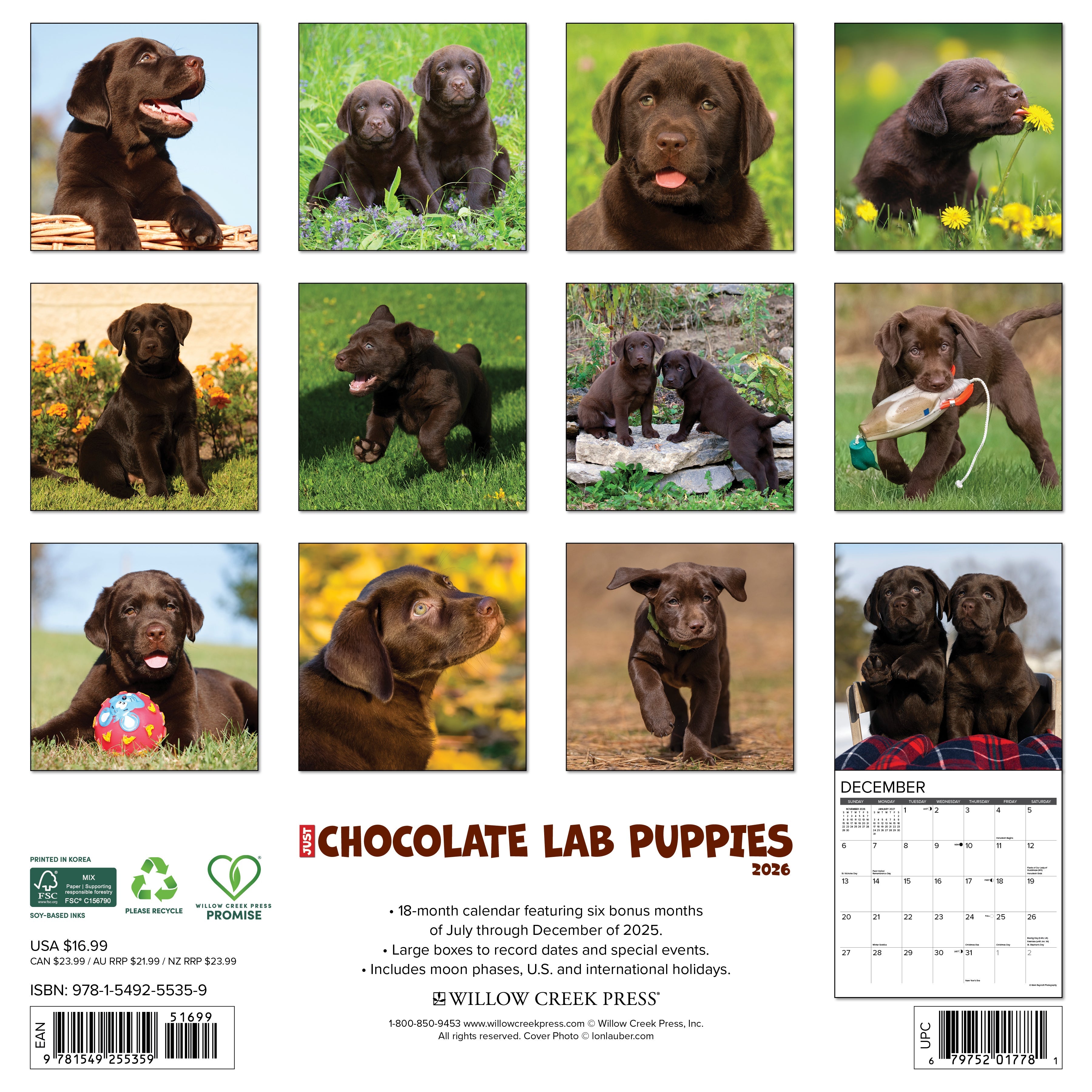 2026 Chocolate Lab Puppies - Square Wall Calendar
