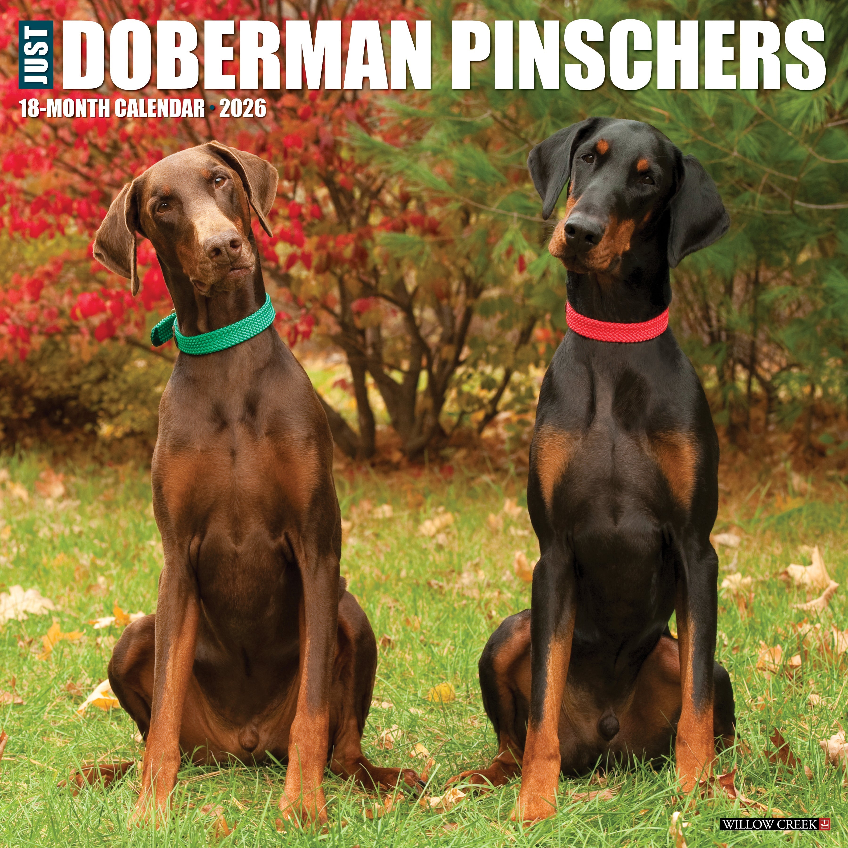 2026 Doberman Pinschers - Square Wall Calendar