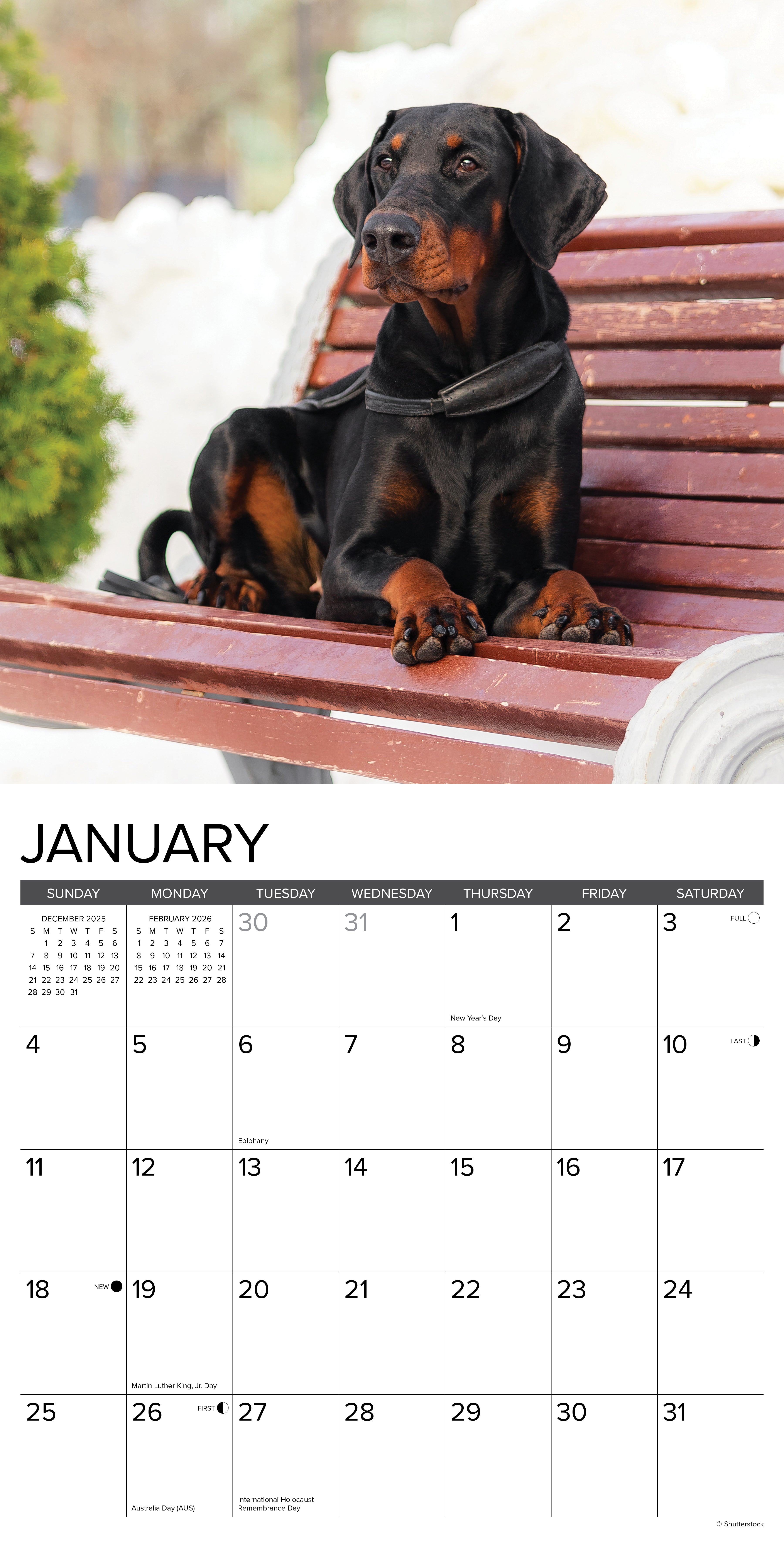 2026 Doberman Pinschers - Square Wall Calendar