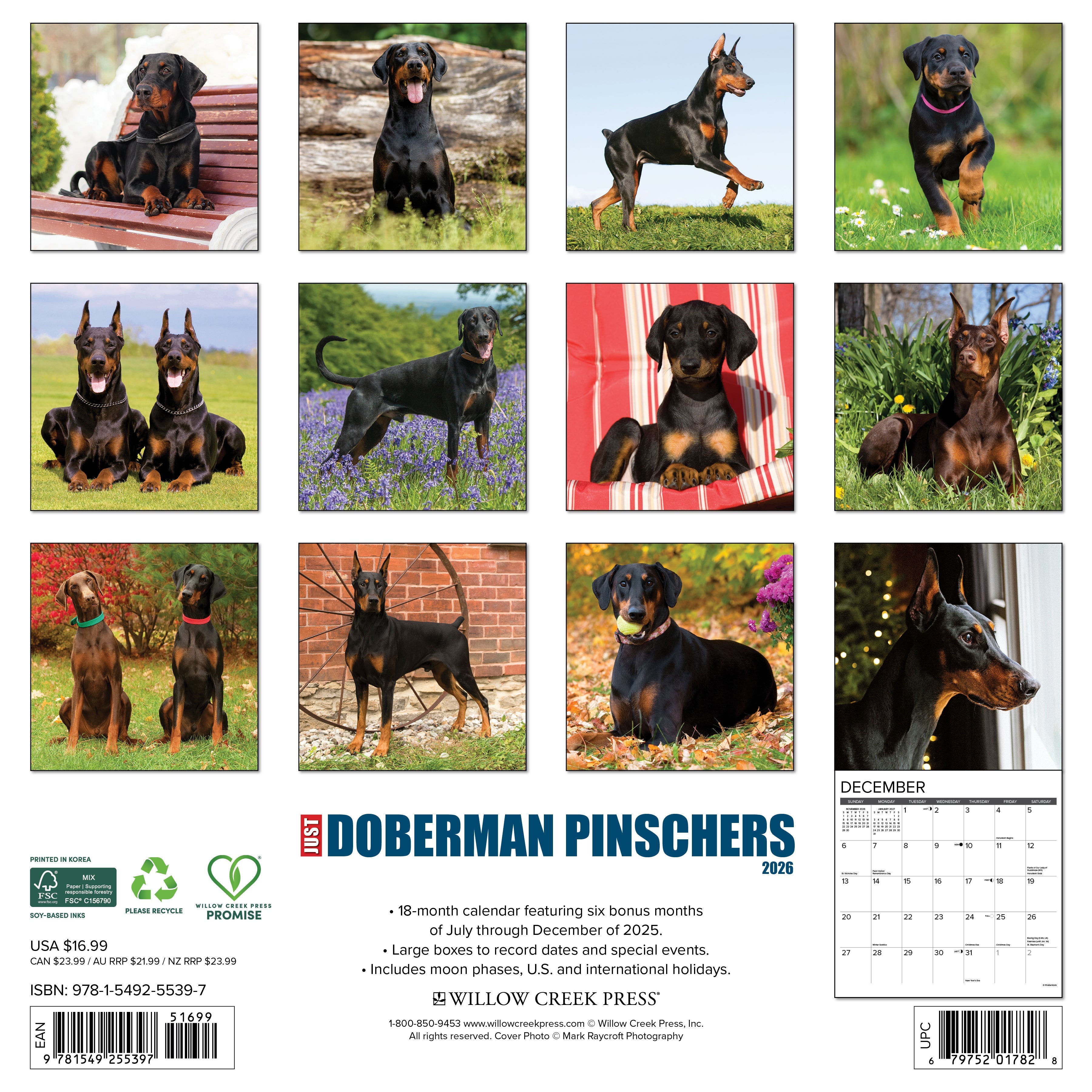 2026 Doberman Pinschers - Square Wall Calendar