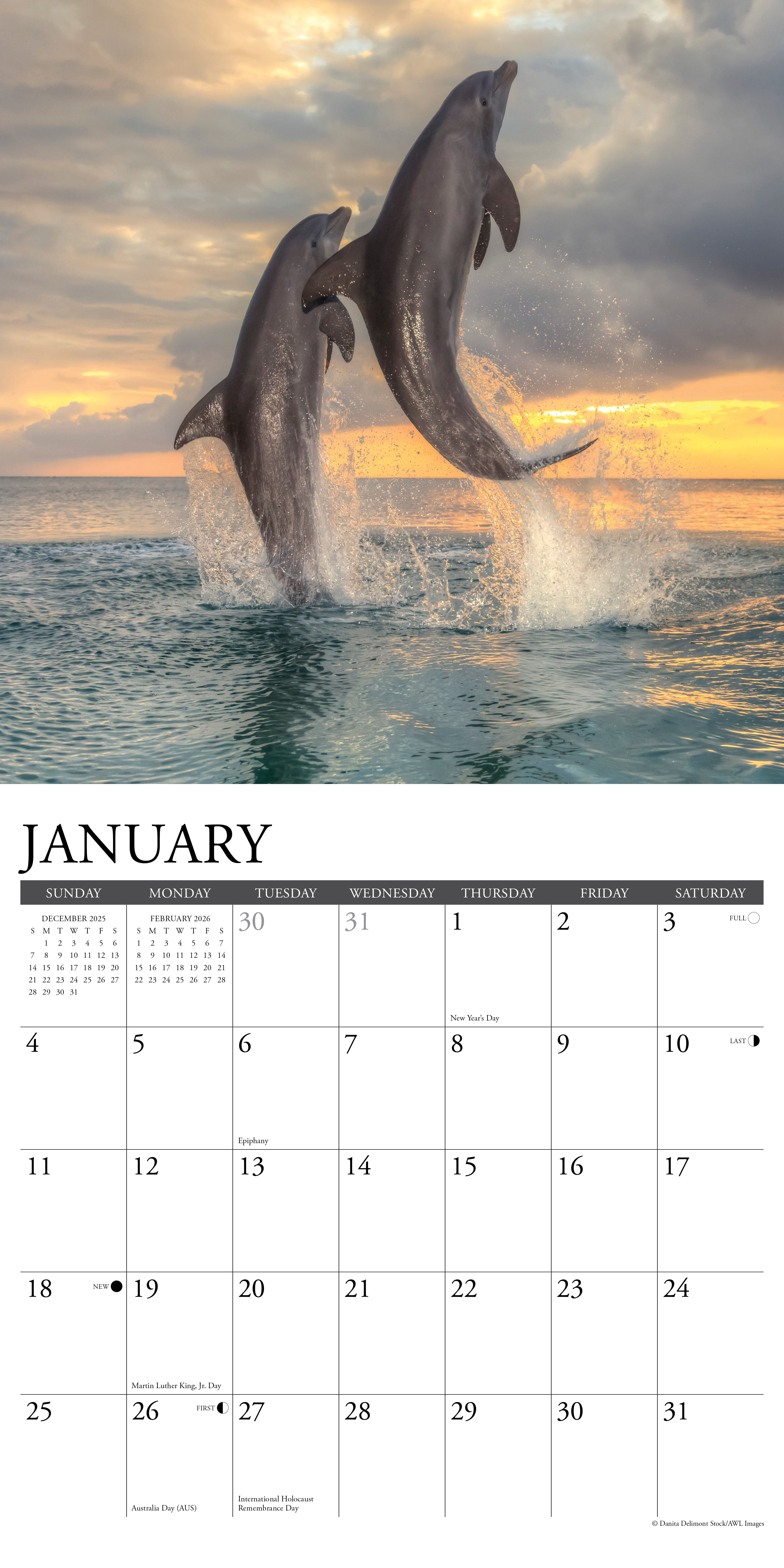 2026 Dolphins - Square Wall Calendar