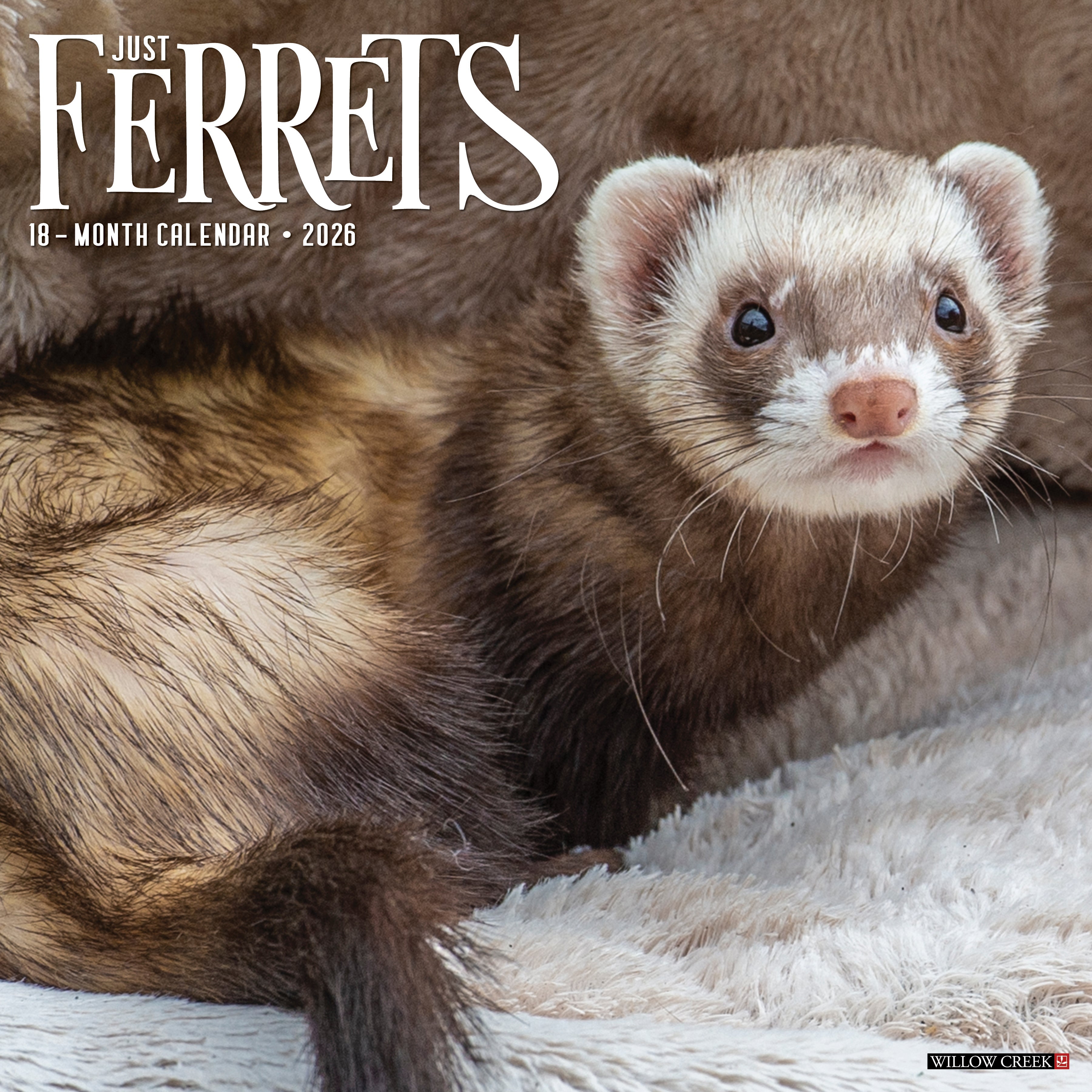2026 Ferrets - Square Wall Calendar