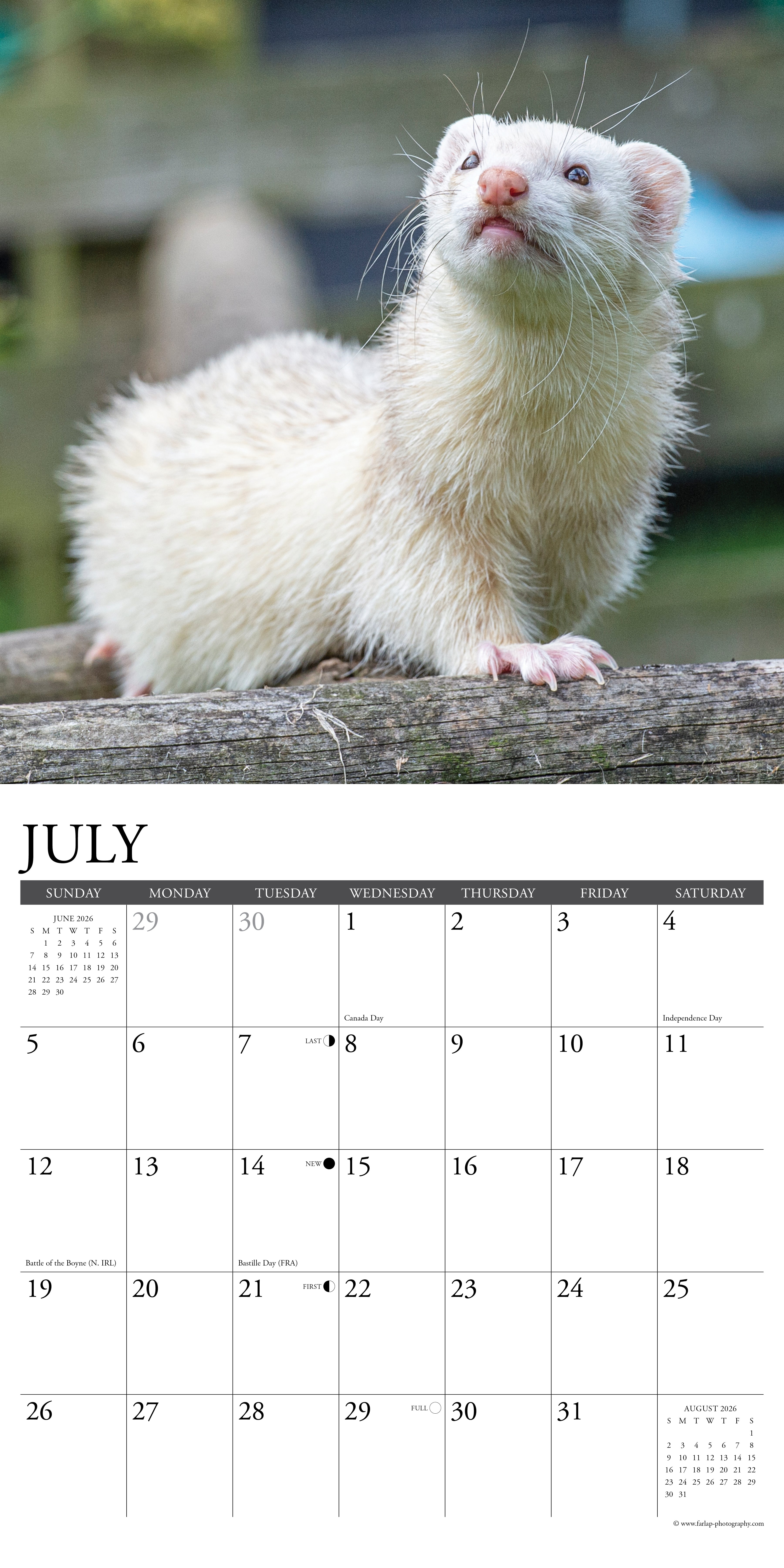2026 Ferrets - Square Wall Calendar