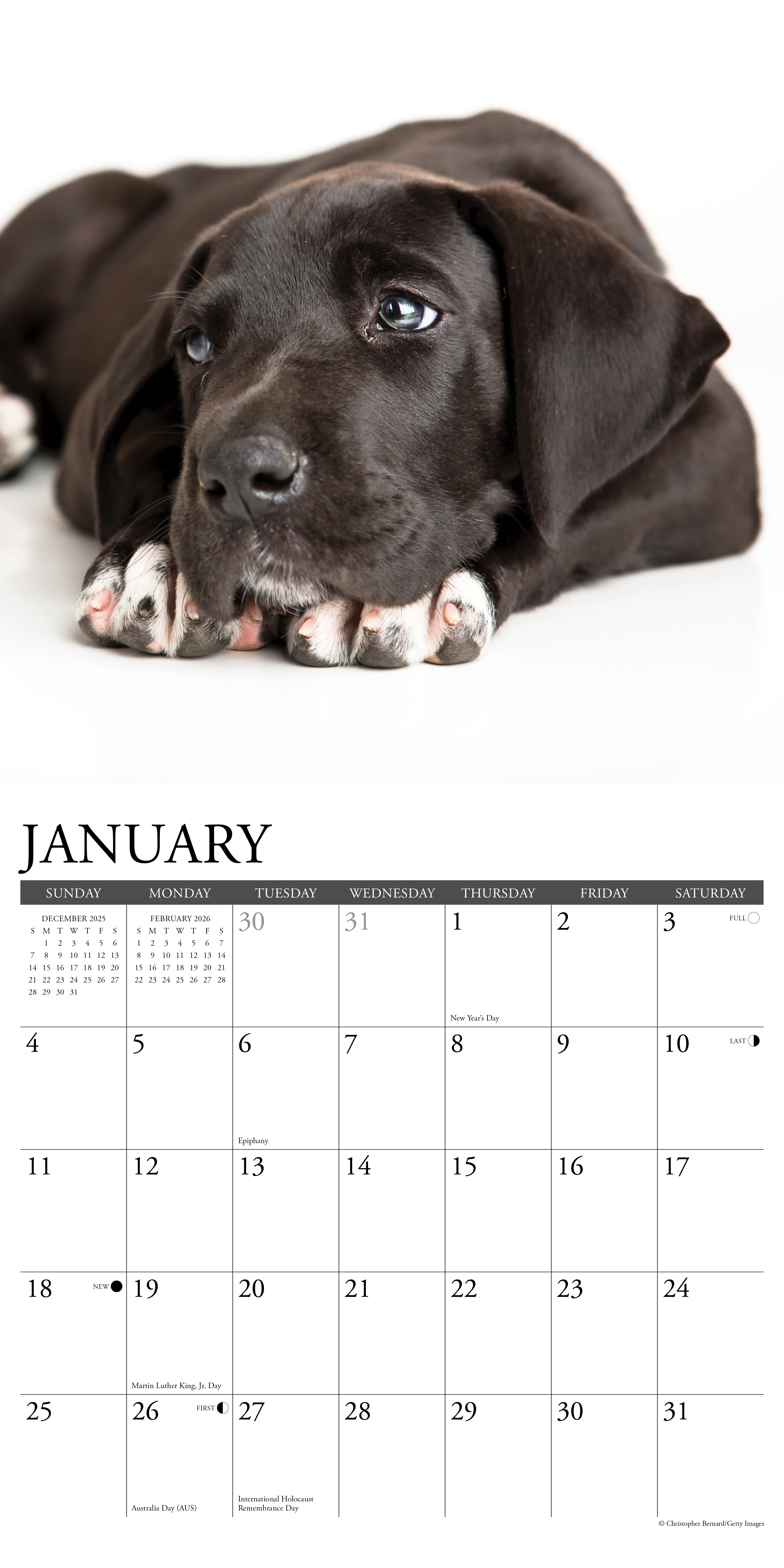 2026 Great Dane Puppies - Square Wall Calendar