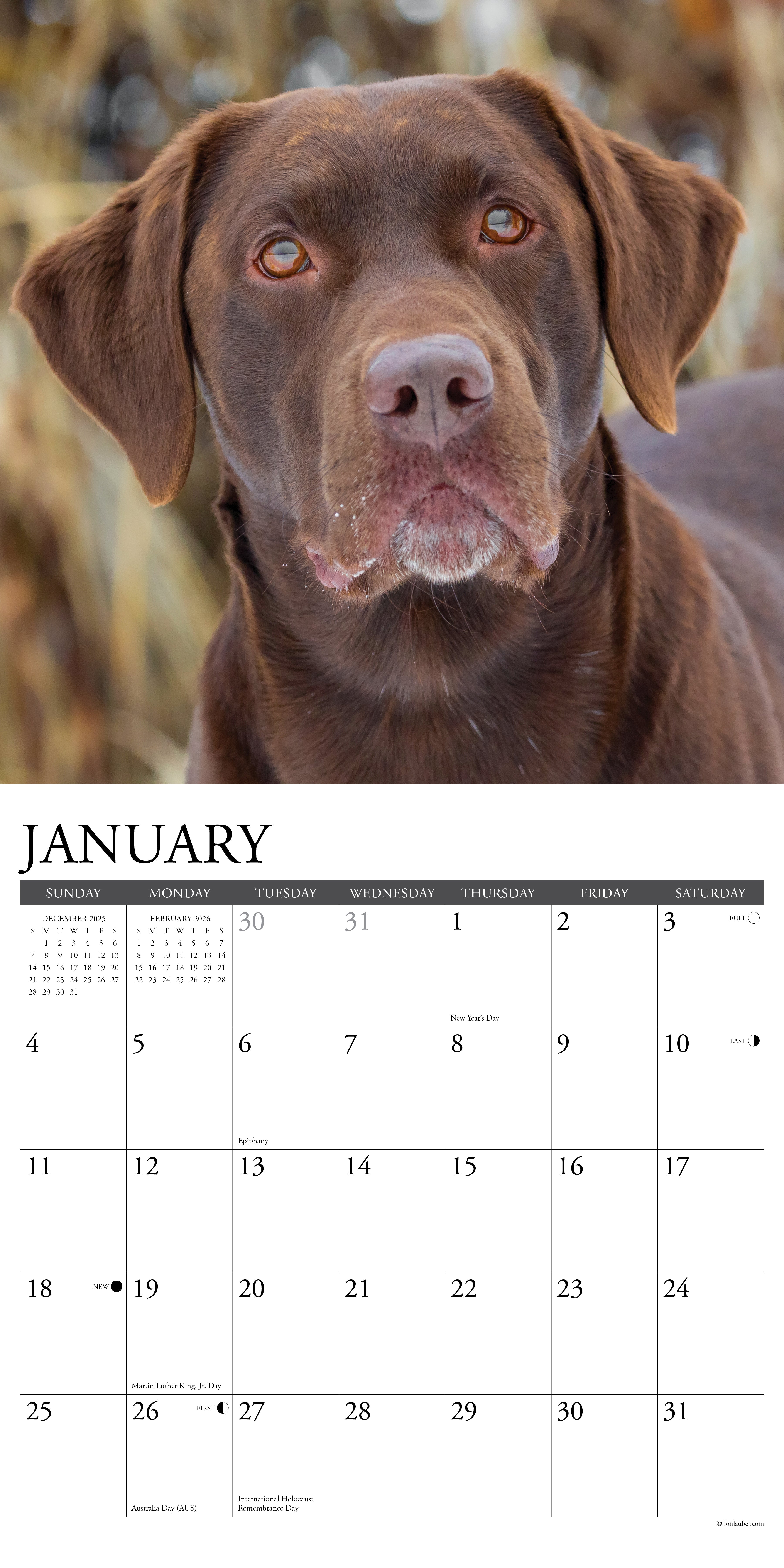 2026 Hunting Labs - Square Wall Calendar