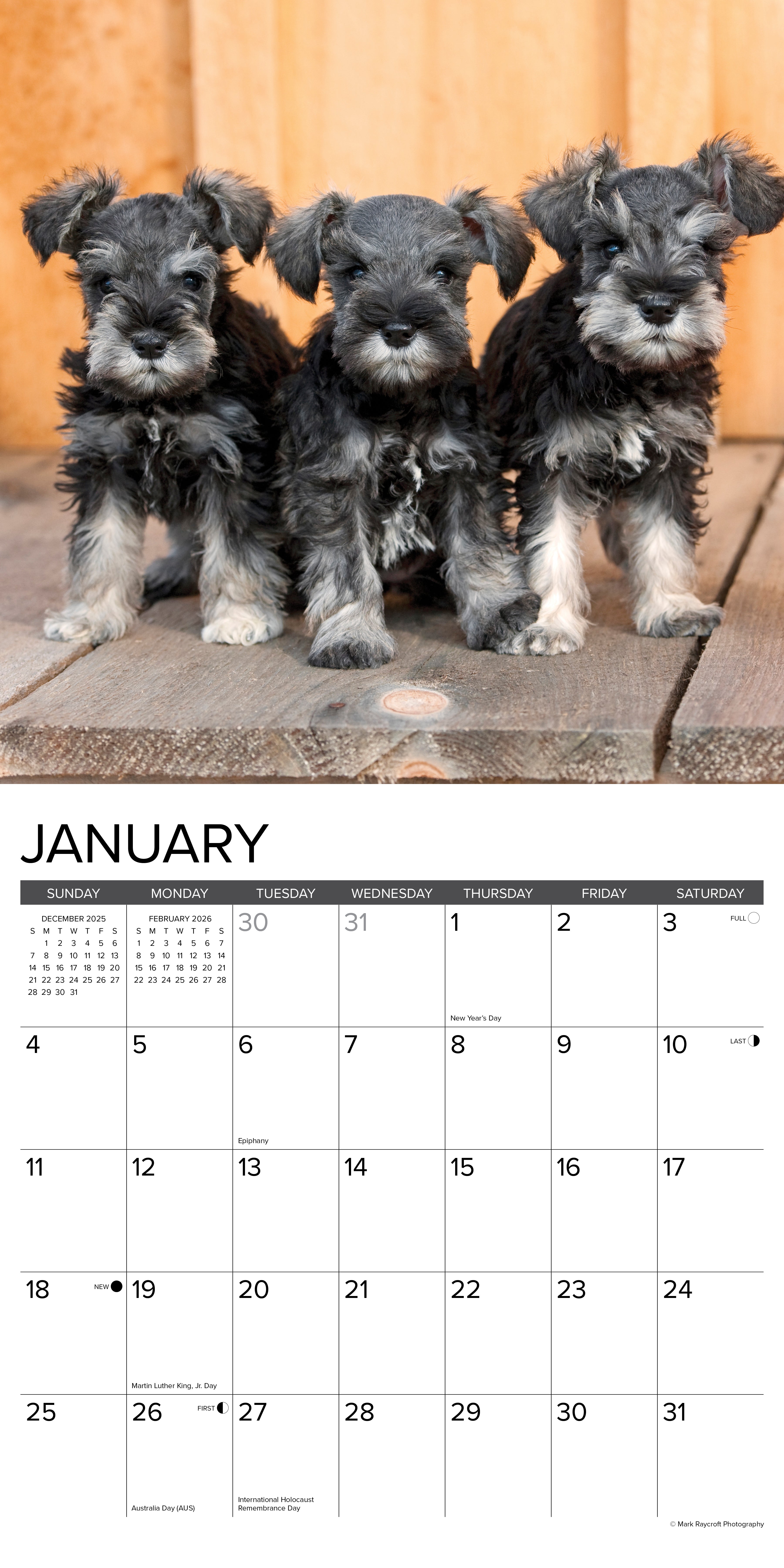 2026 Miniature Schnauzers - Square Wall Calendar