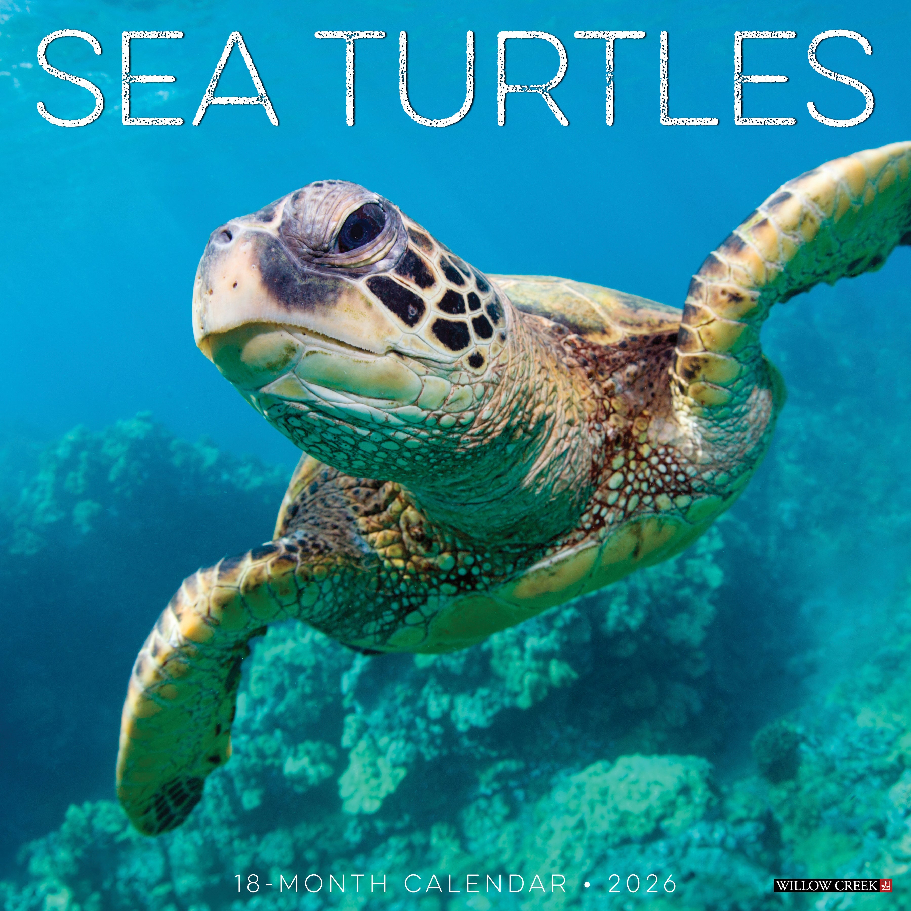 2026 Sea Turtles - Square Wall Calendar