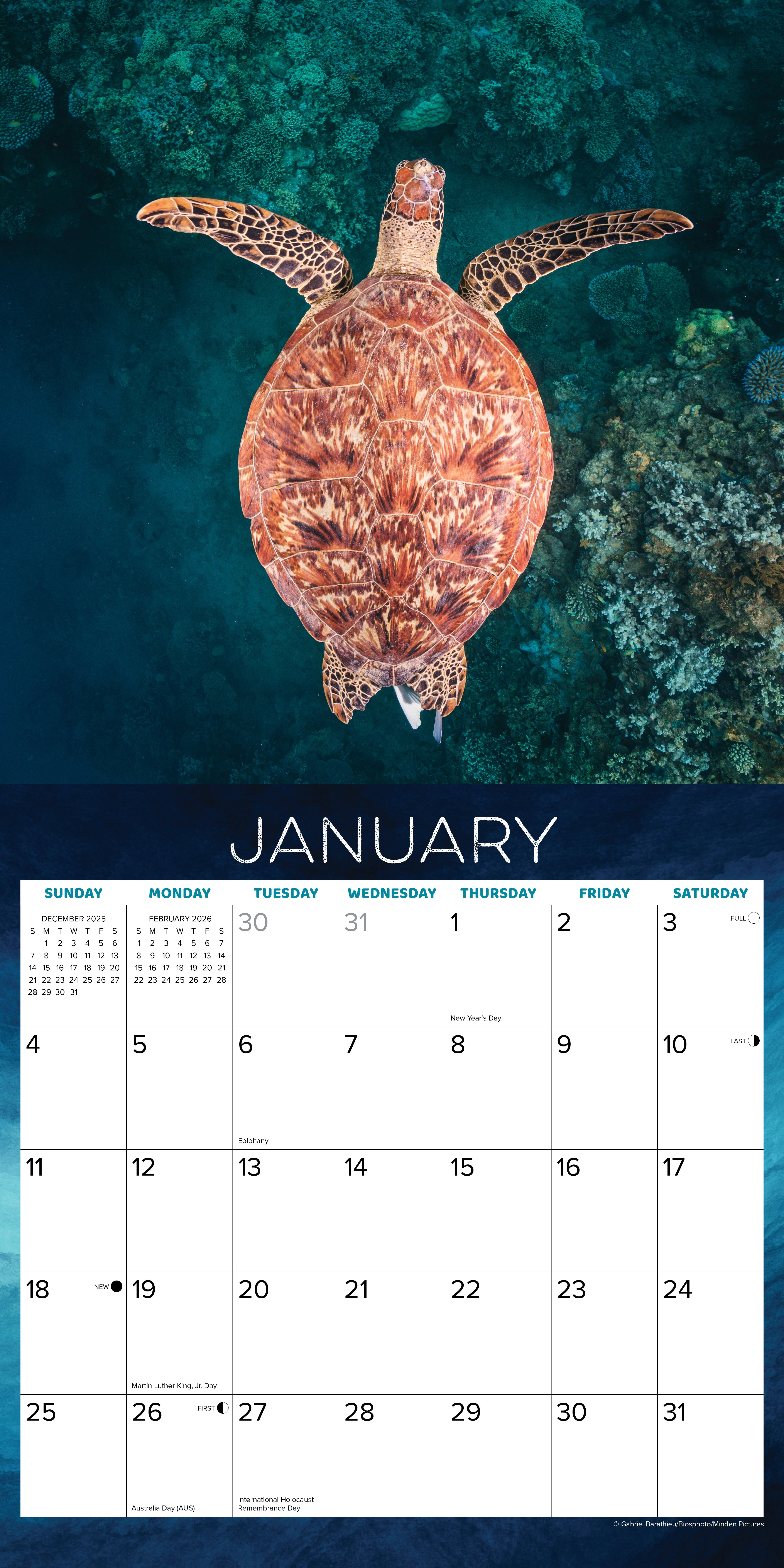 2026 Sea Turtles - Square Wall Calendar