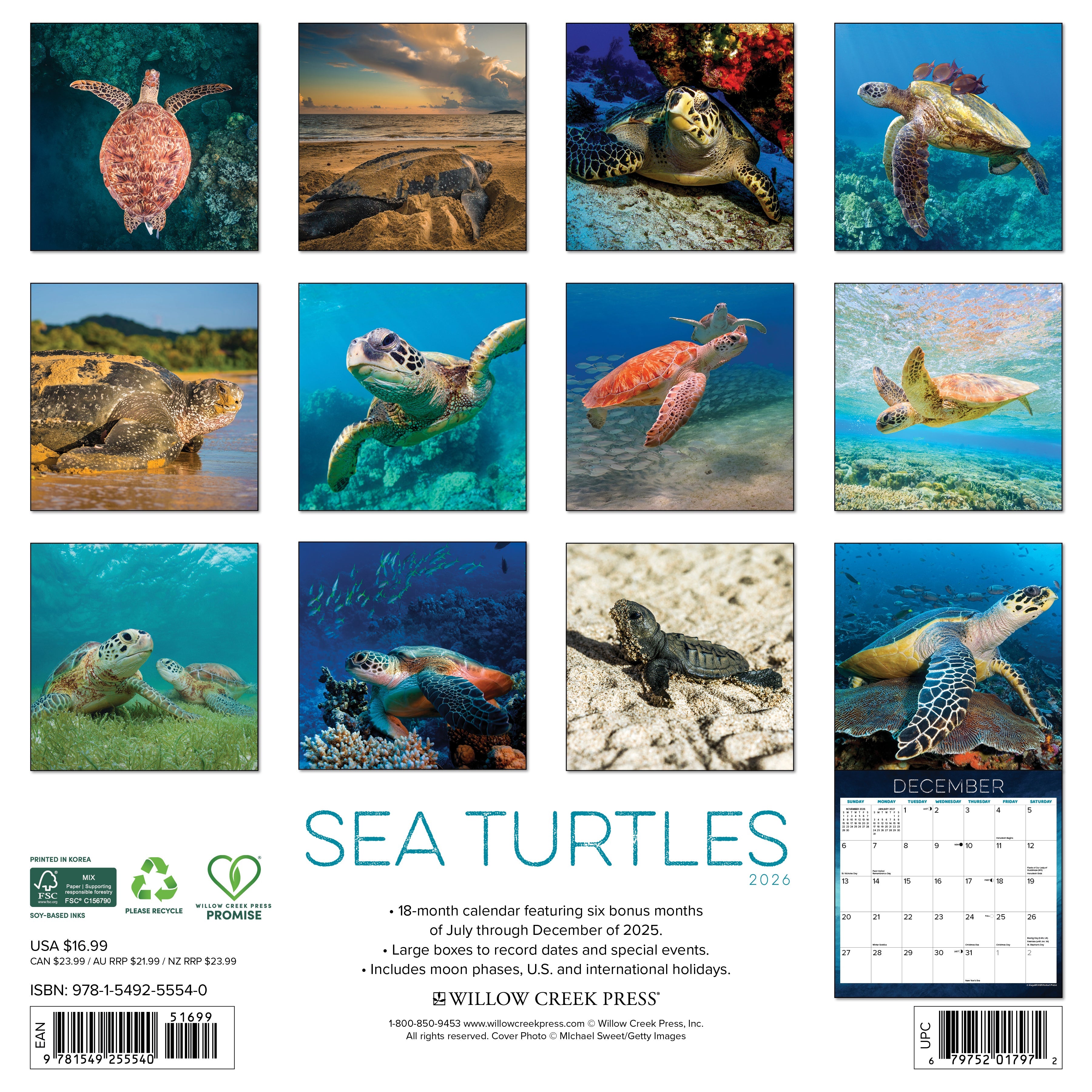 2026 Sea Turtles - Square Wall Calendar
