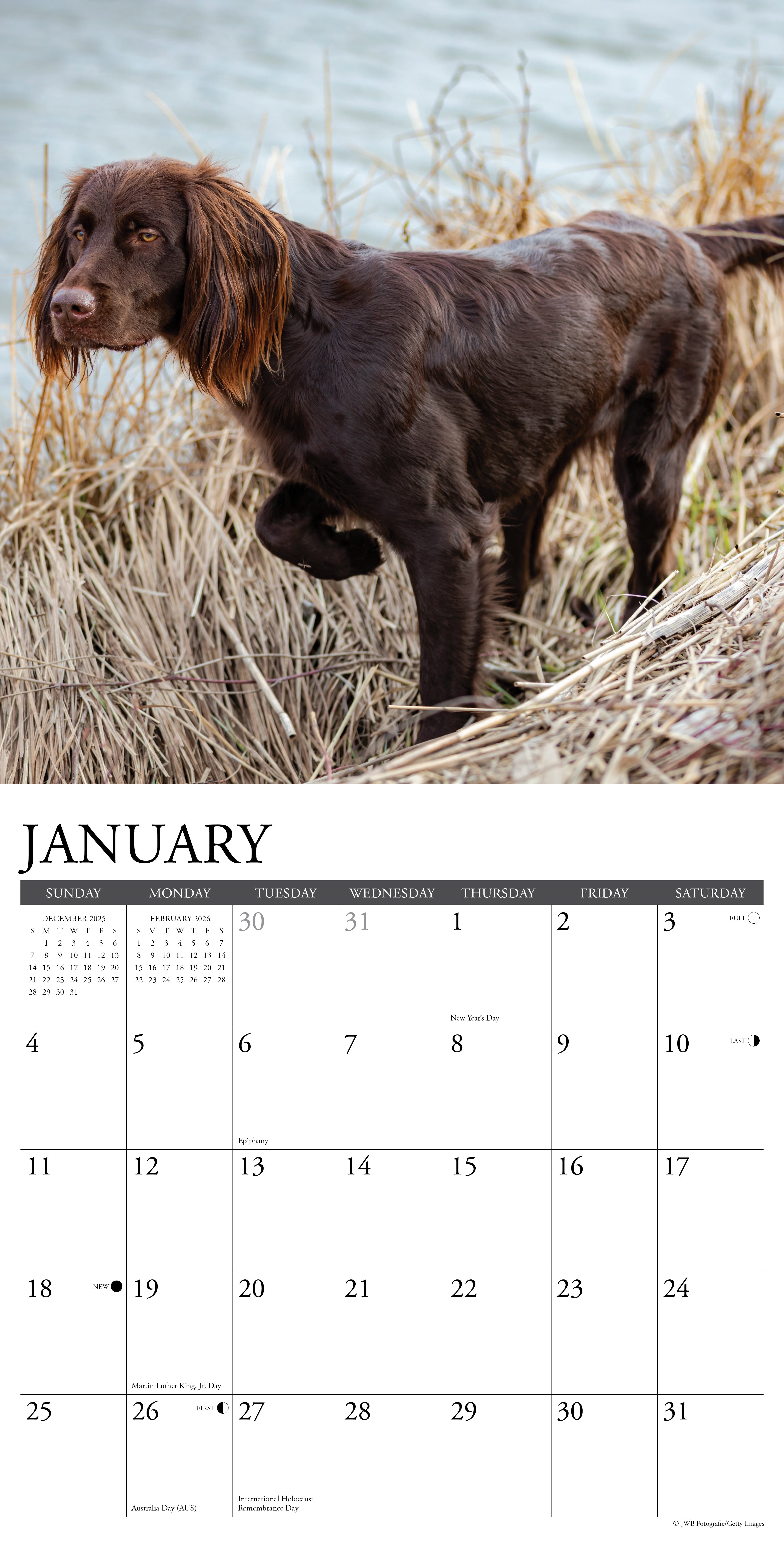 2026 Sporting Dogs - Square Wall Calendar