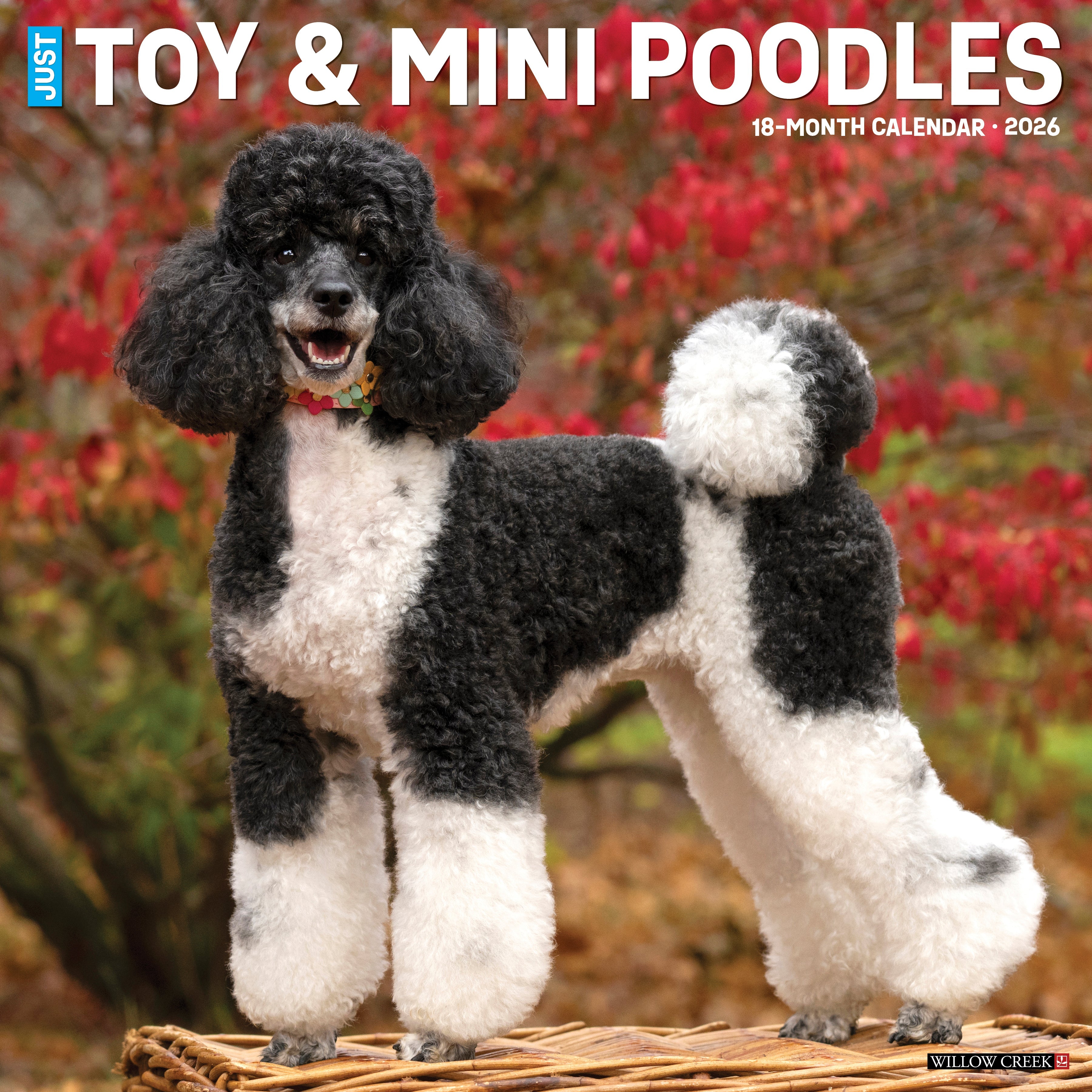 2026 Toy & Miniature Poodles - Square Wall Calendar