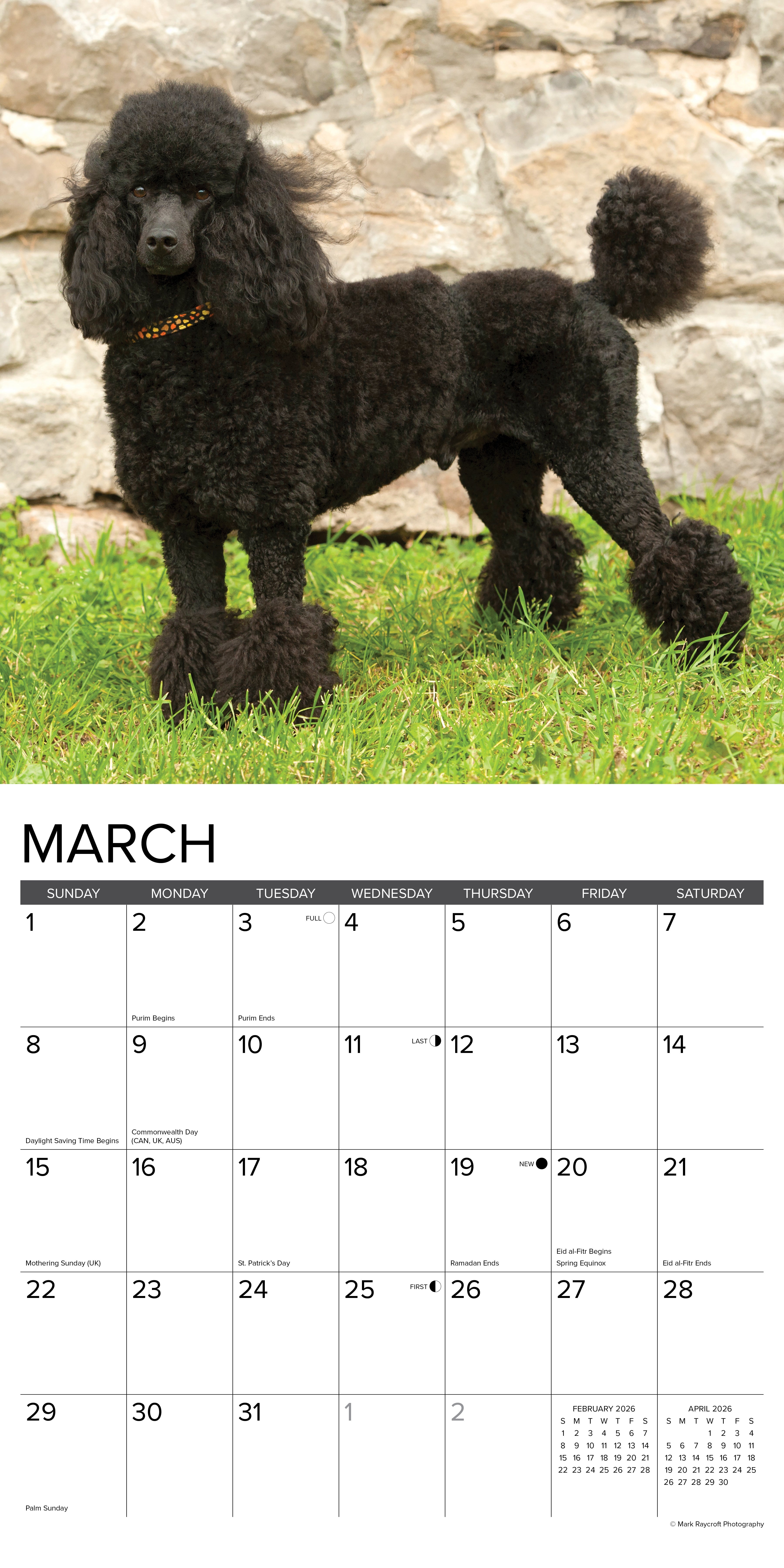 2026 Toy & Miniature Poodles - Square Wall Calendar