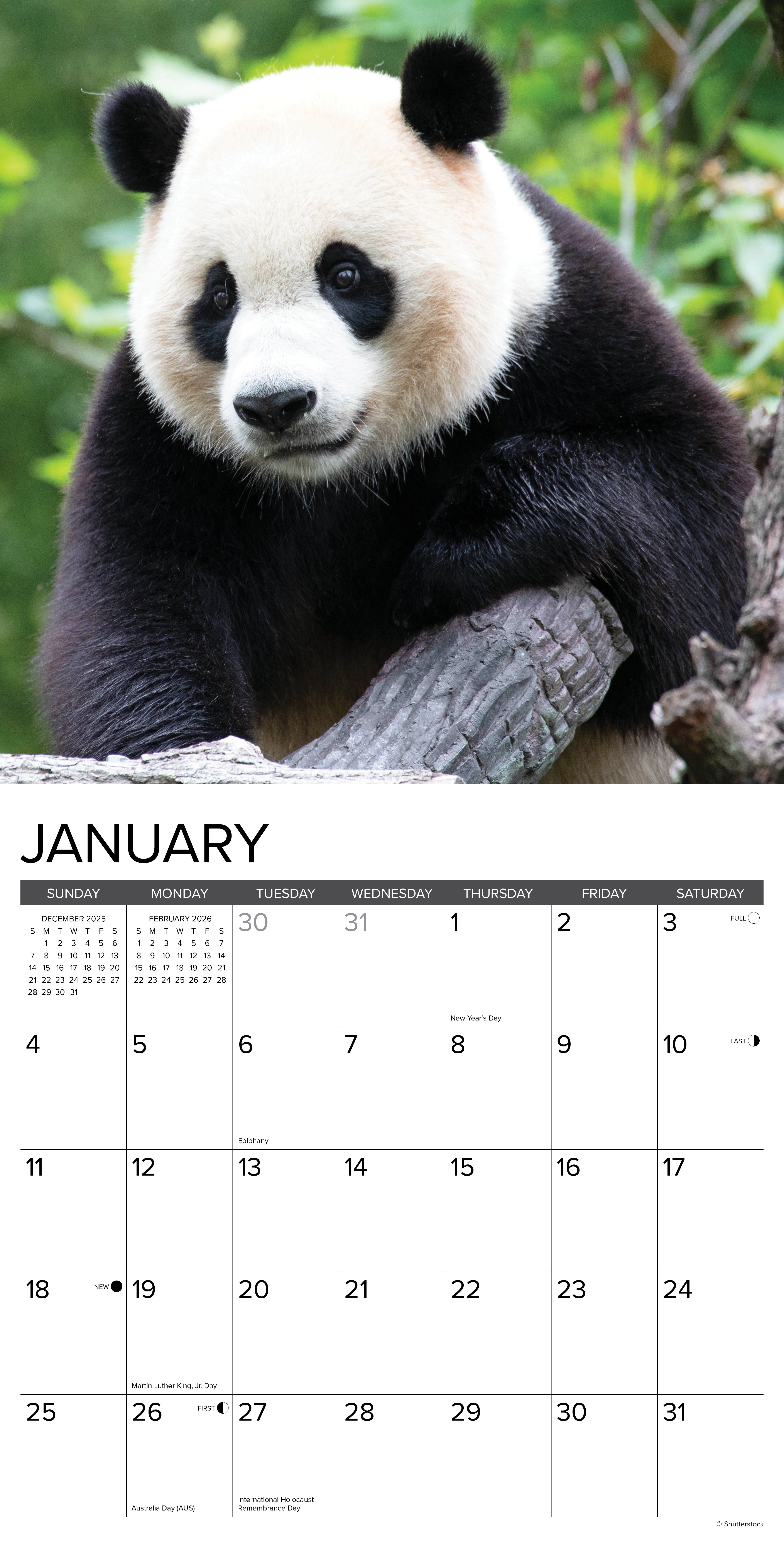 2026 Pandas - Square Wall Calendar