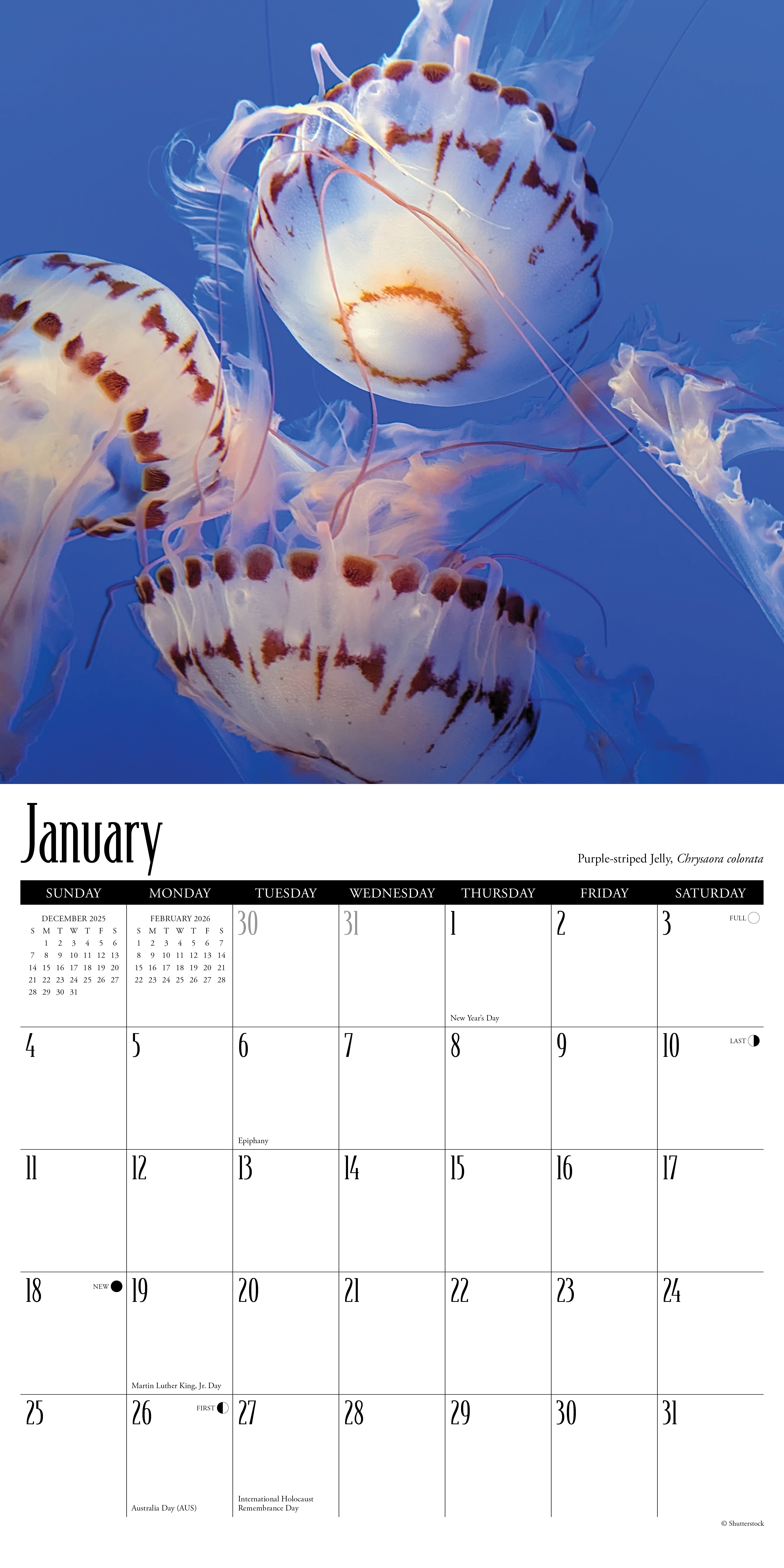 2026 Jellyfish - Square Wall Calendar