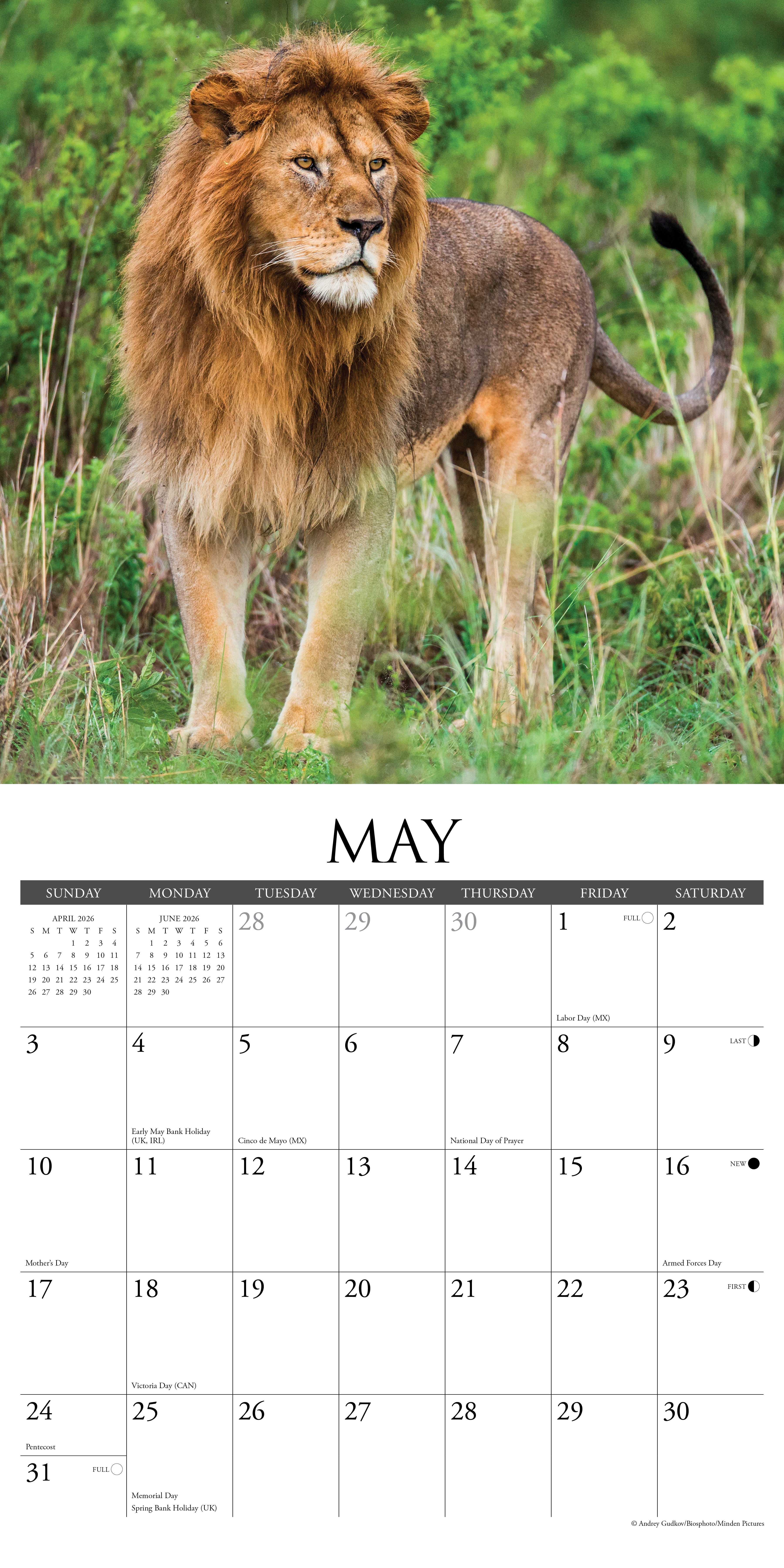 2026 Lions - Square Wall Calendar