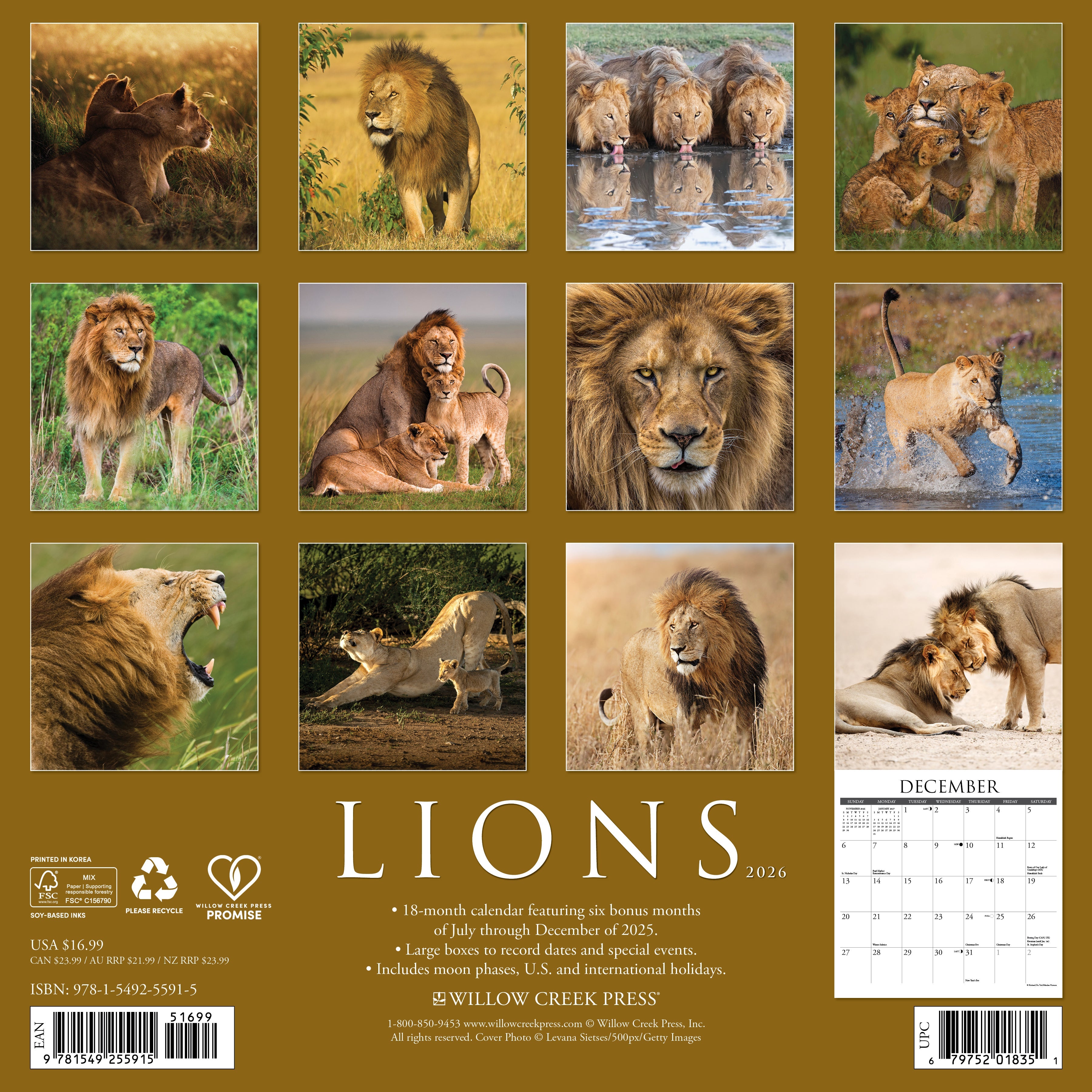 2026 Lions - Square Wall Calendar