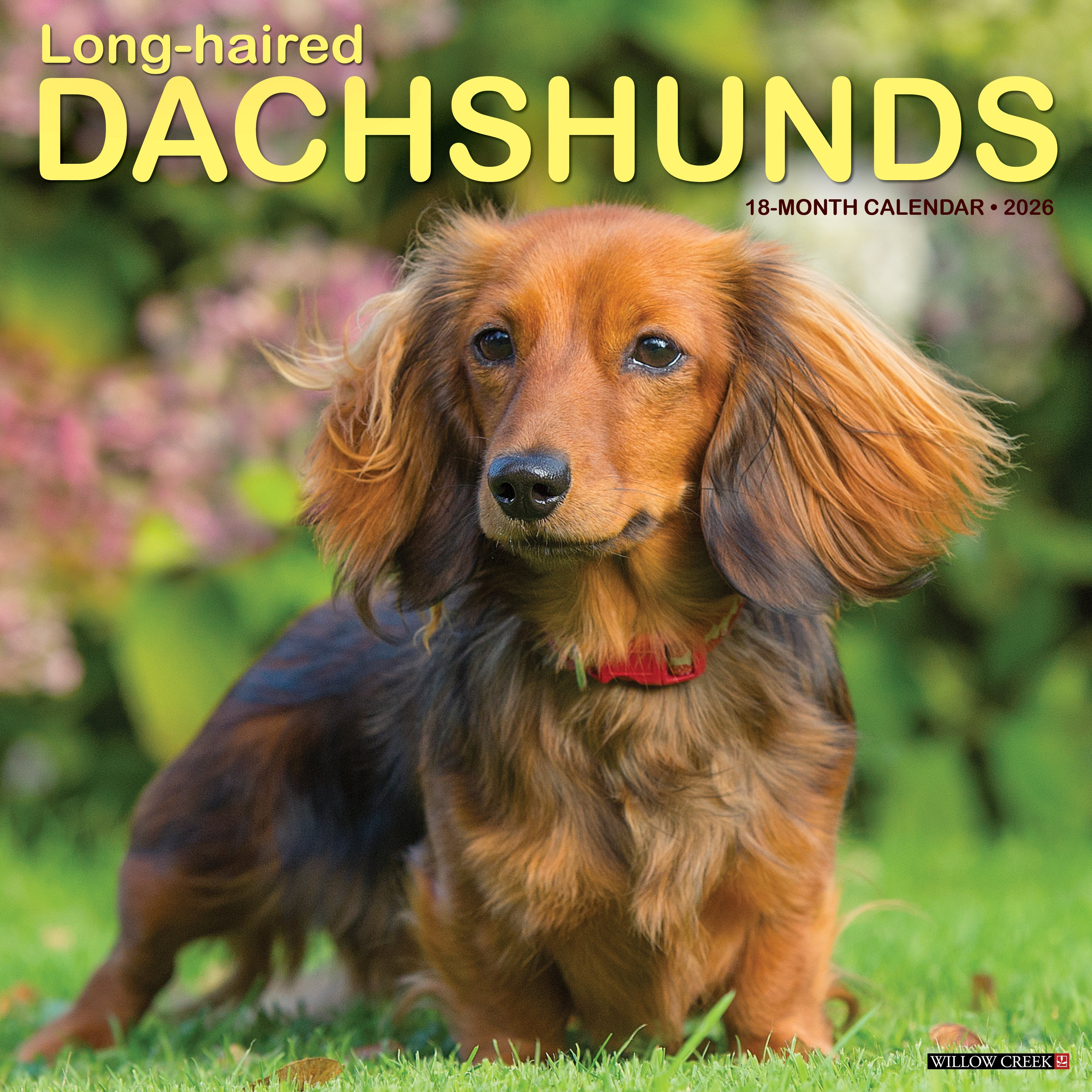 2026 Longhaired Dachshunds - Square Wall Calendar