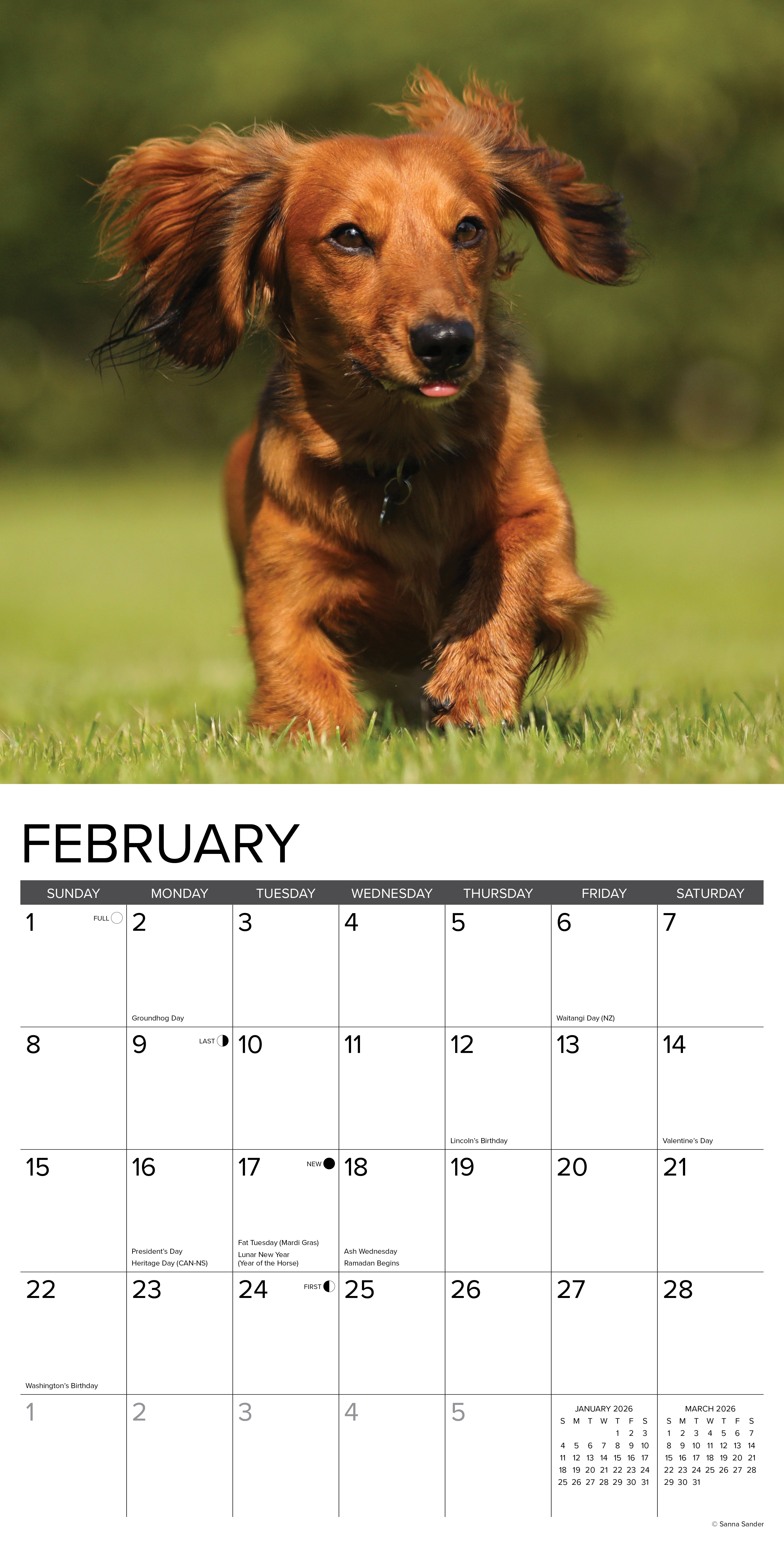 2026 Longhaired Dachshunds - Square Wall Calendar