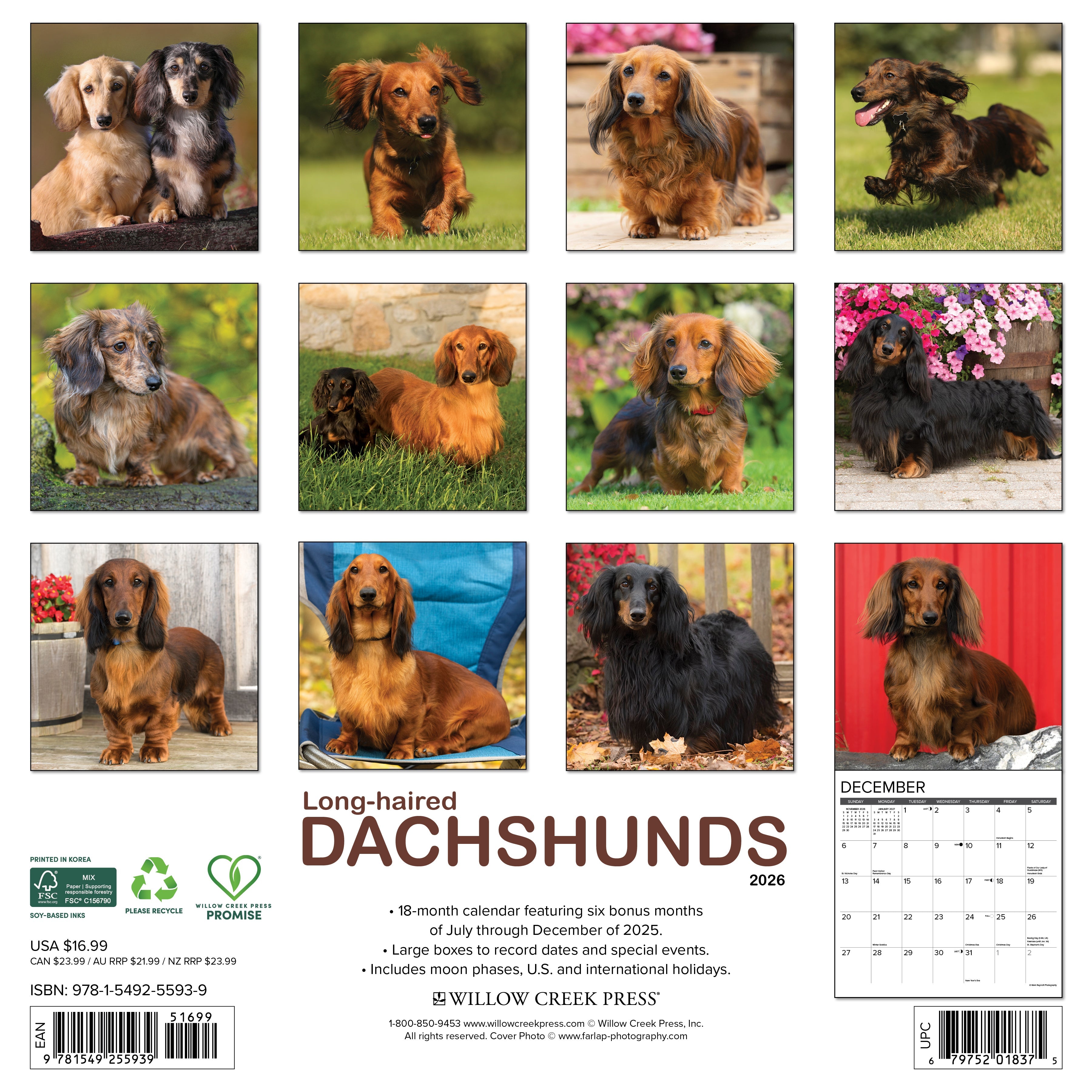 2026 Longhaired Dachshunds - Square Wall Calendar