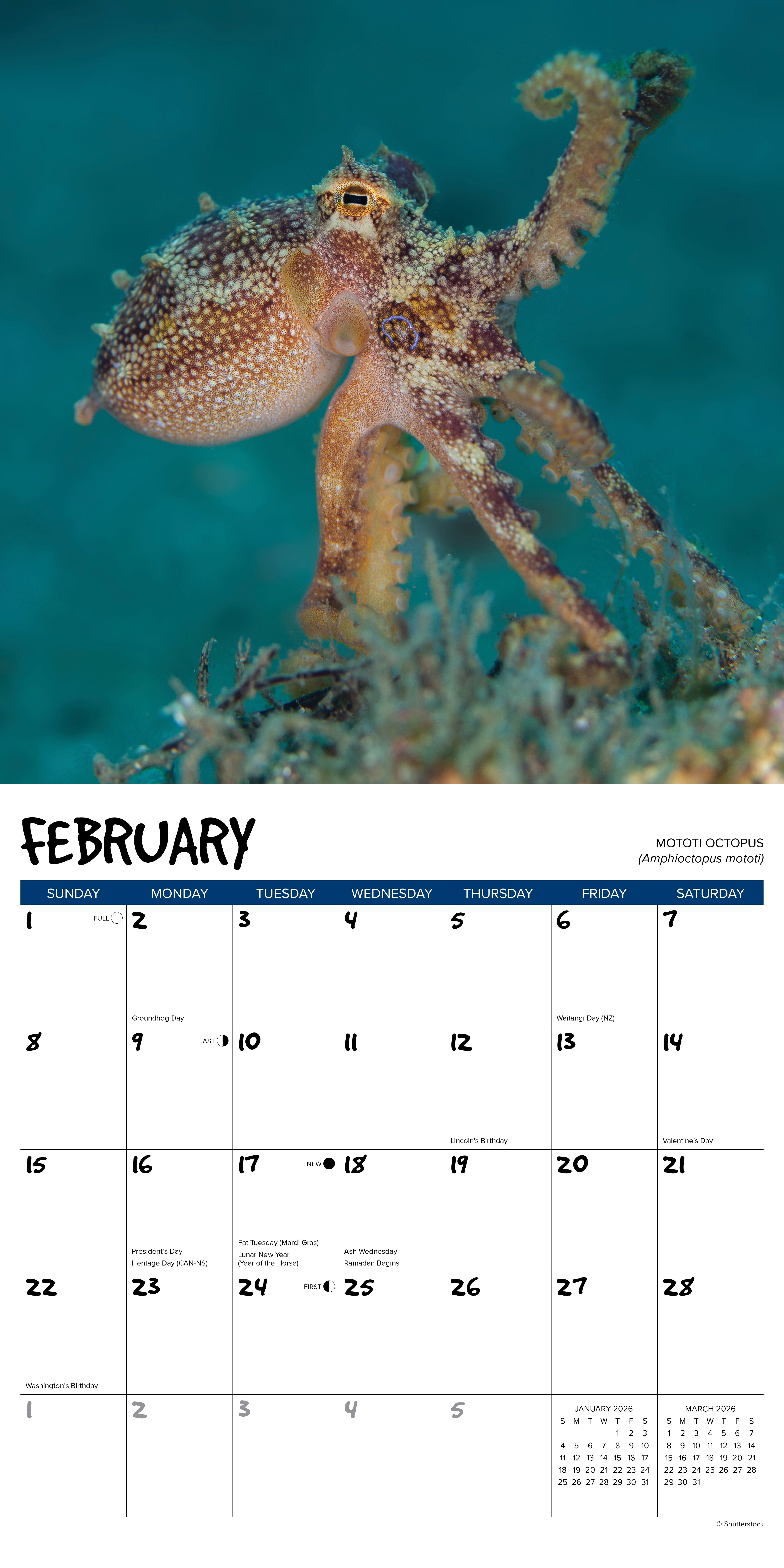 2026 Octopus - Square Wall Calendar