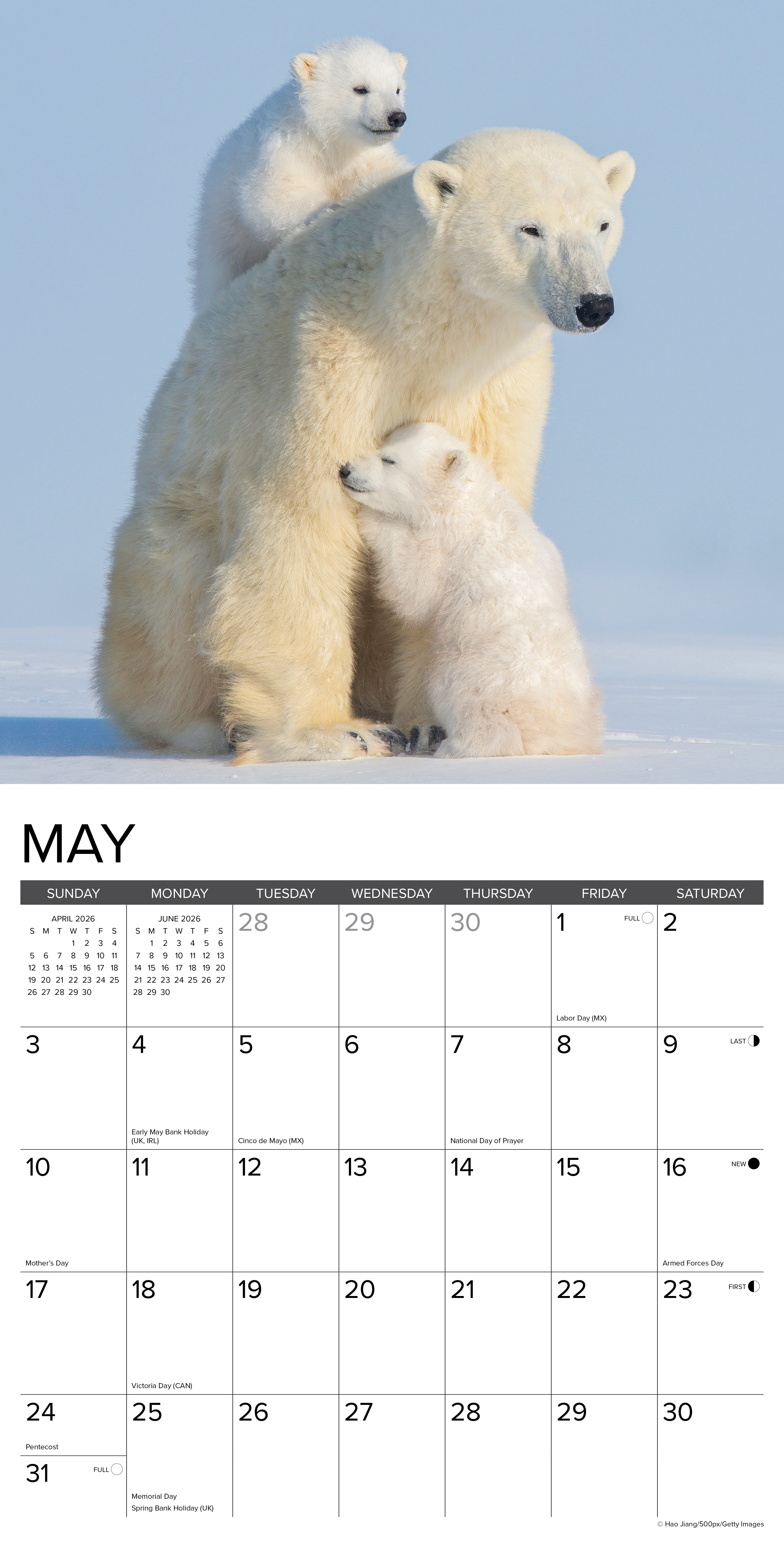 2026 Polar Bears - Square Wall Calendar