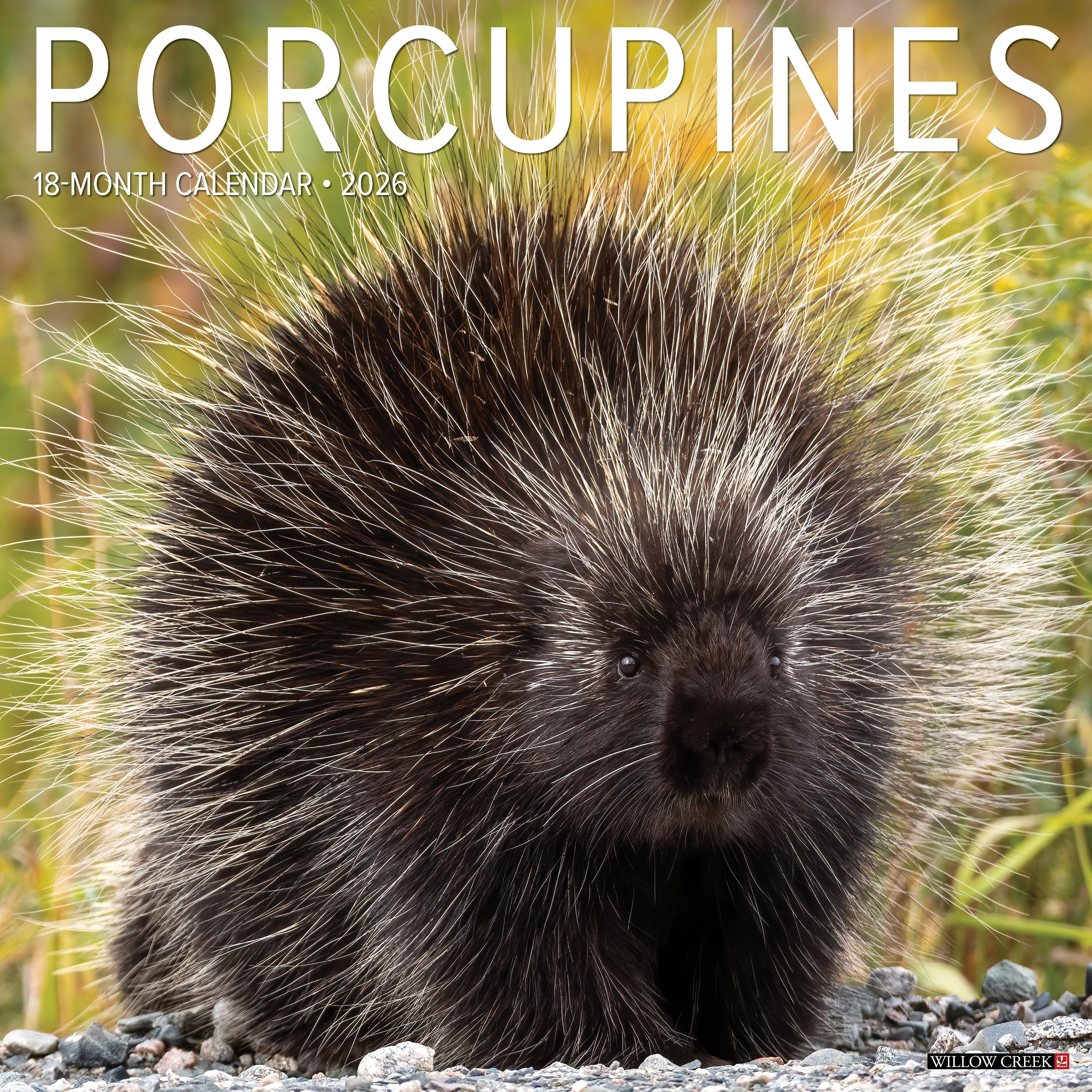 2026 Porcupines - Square Wall Calendar