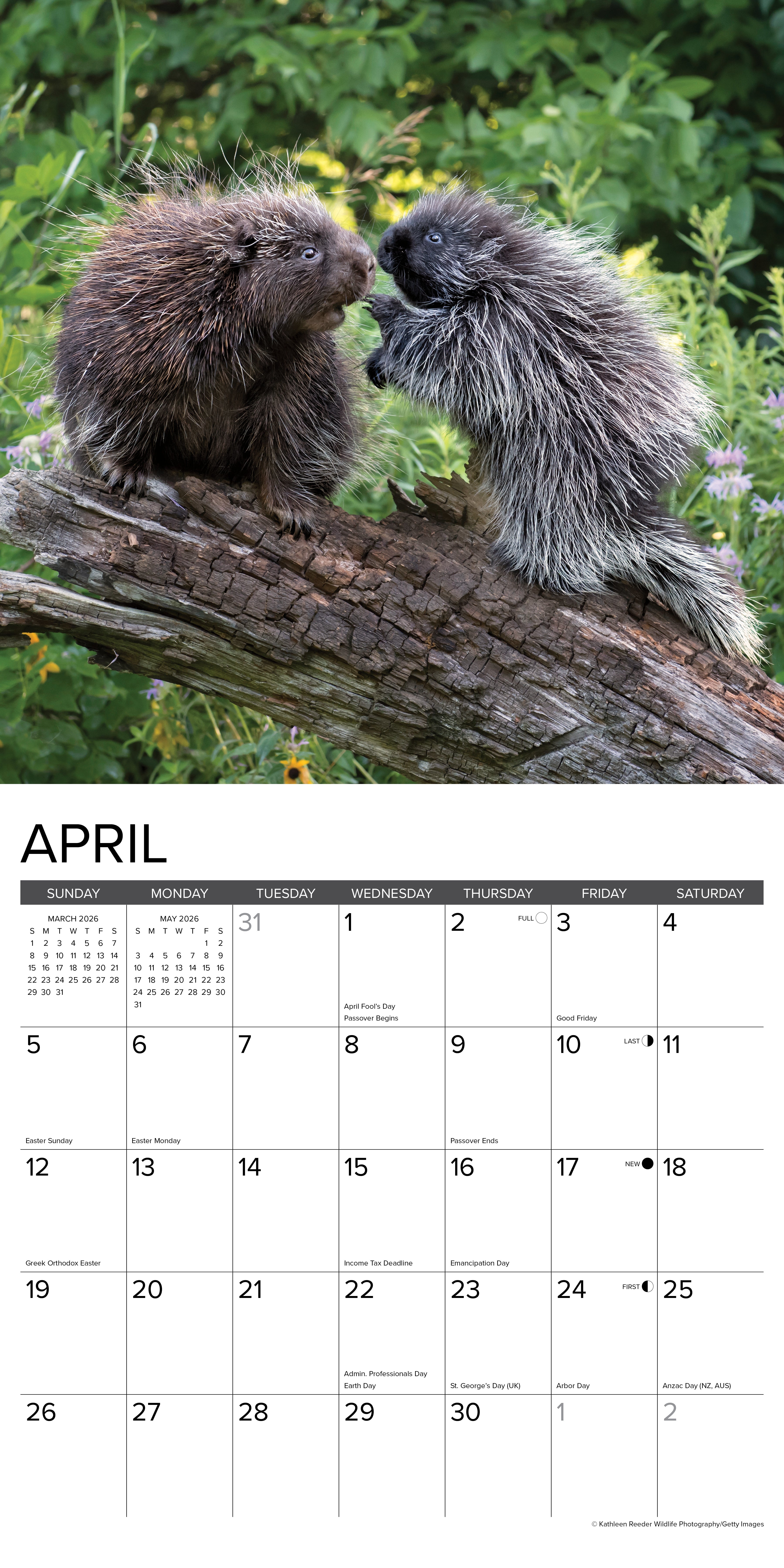 2026 Porcupines - Square Wall Calendar