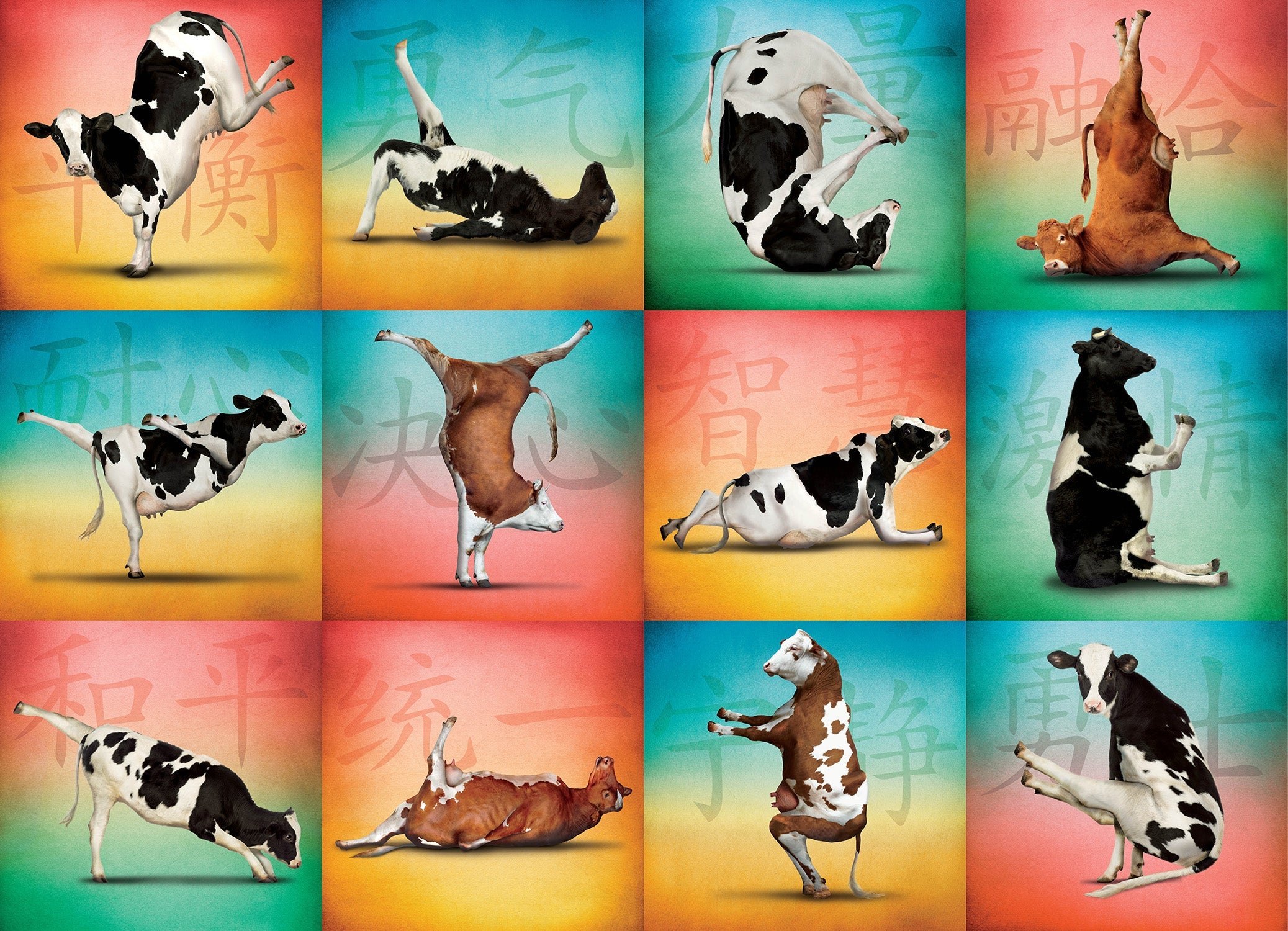 Cow Yoga 1000 Piece - Jigsaw Puzzle