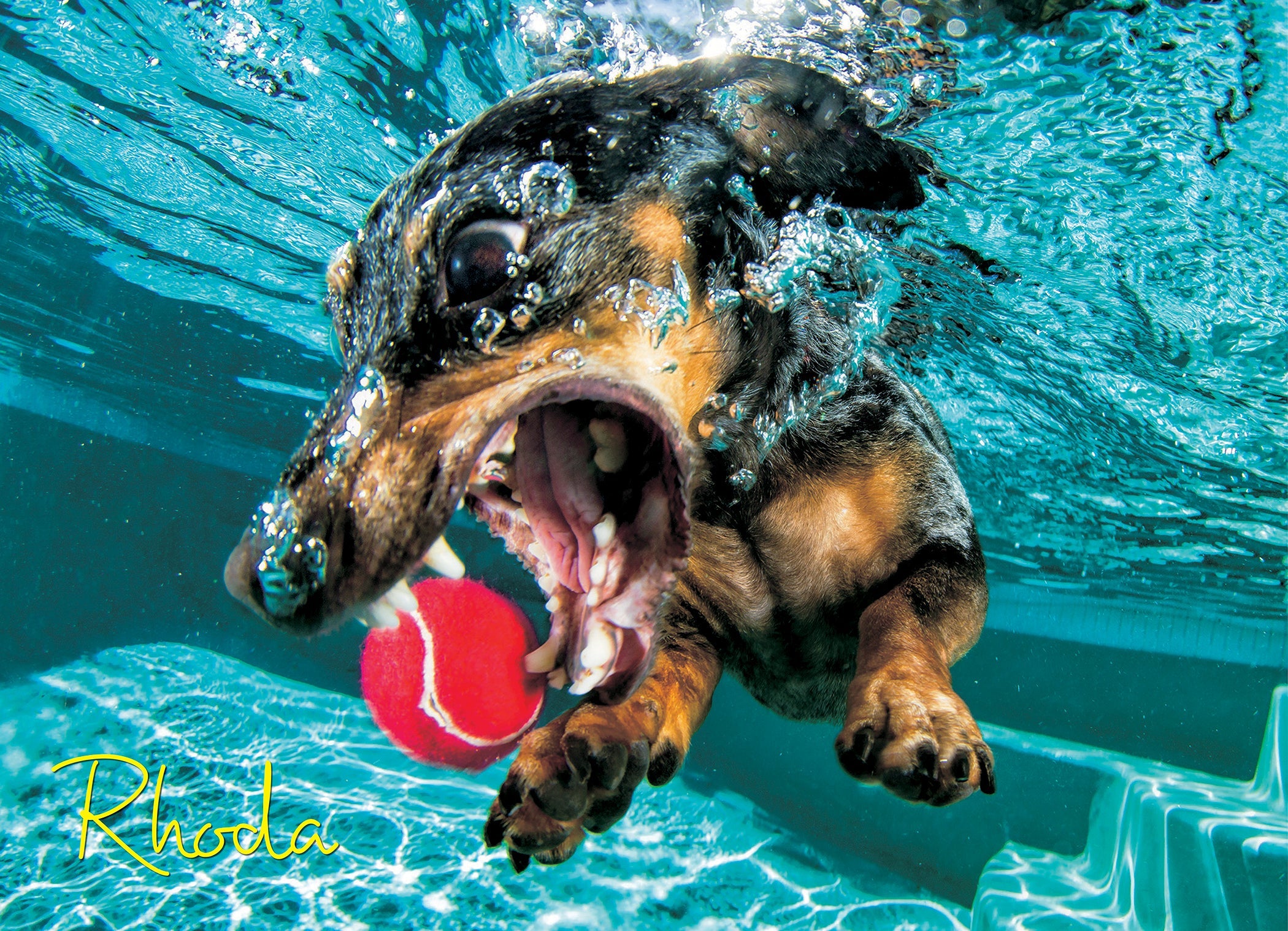 Underwater Dogs: Rhoda 1000 Piece - Jigsaw Puzzle