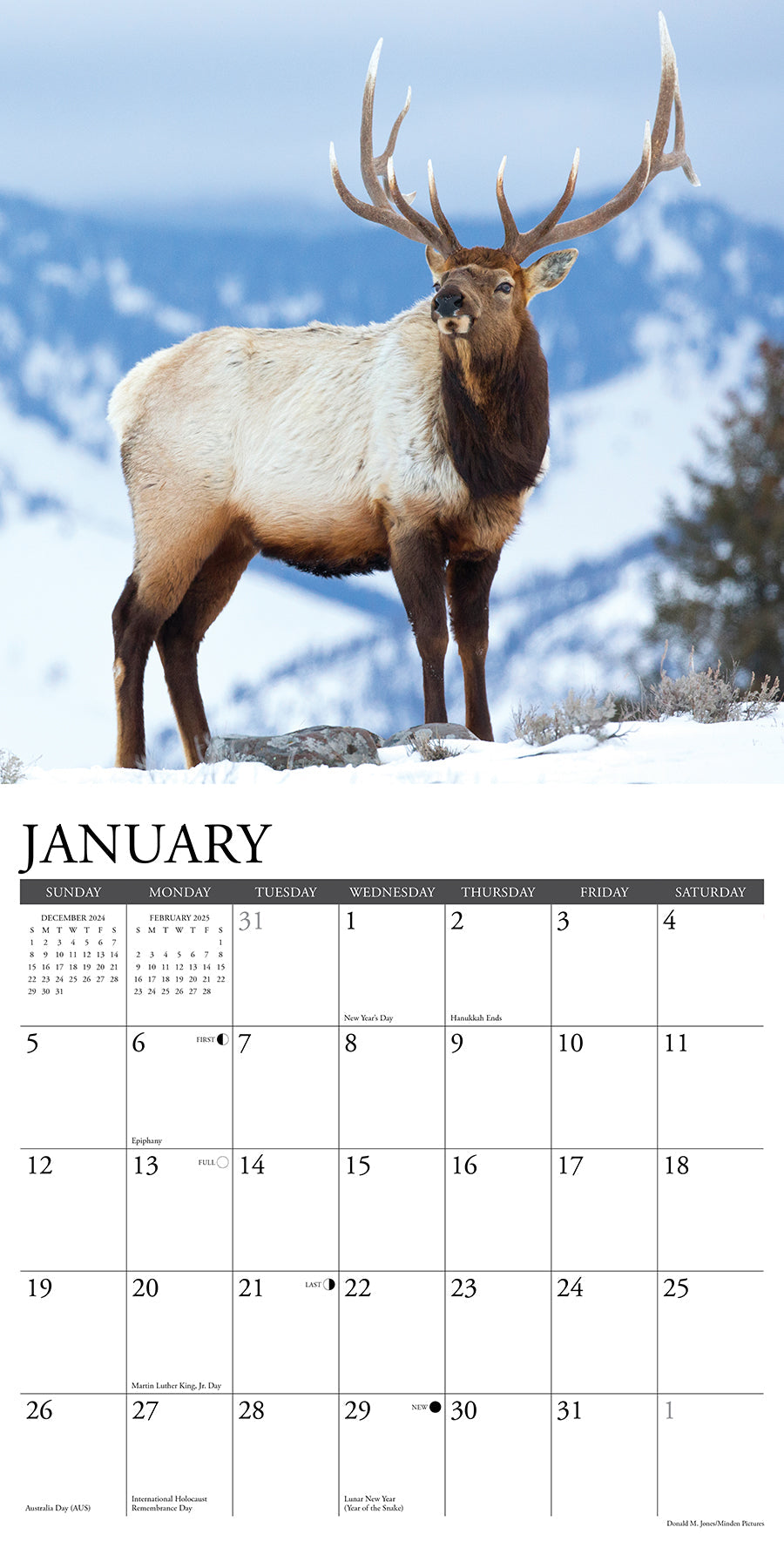 2025 Bull Elk - Square Wall Calendar