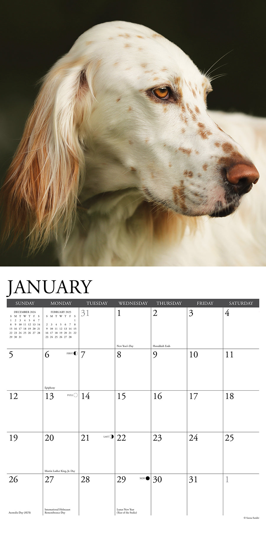 2025 English Setters - Square Wall Calendar